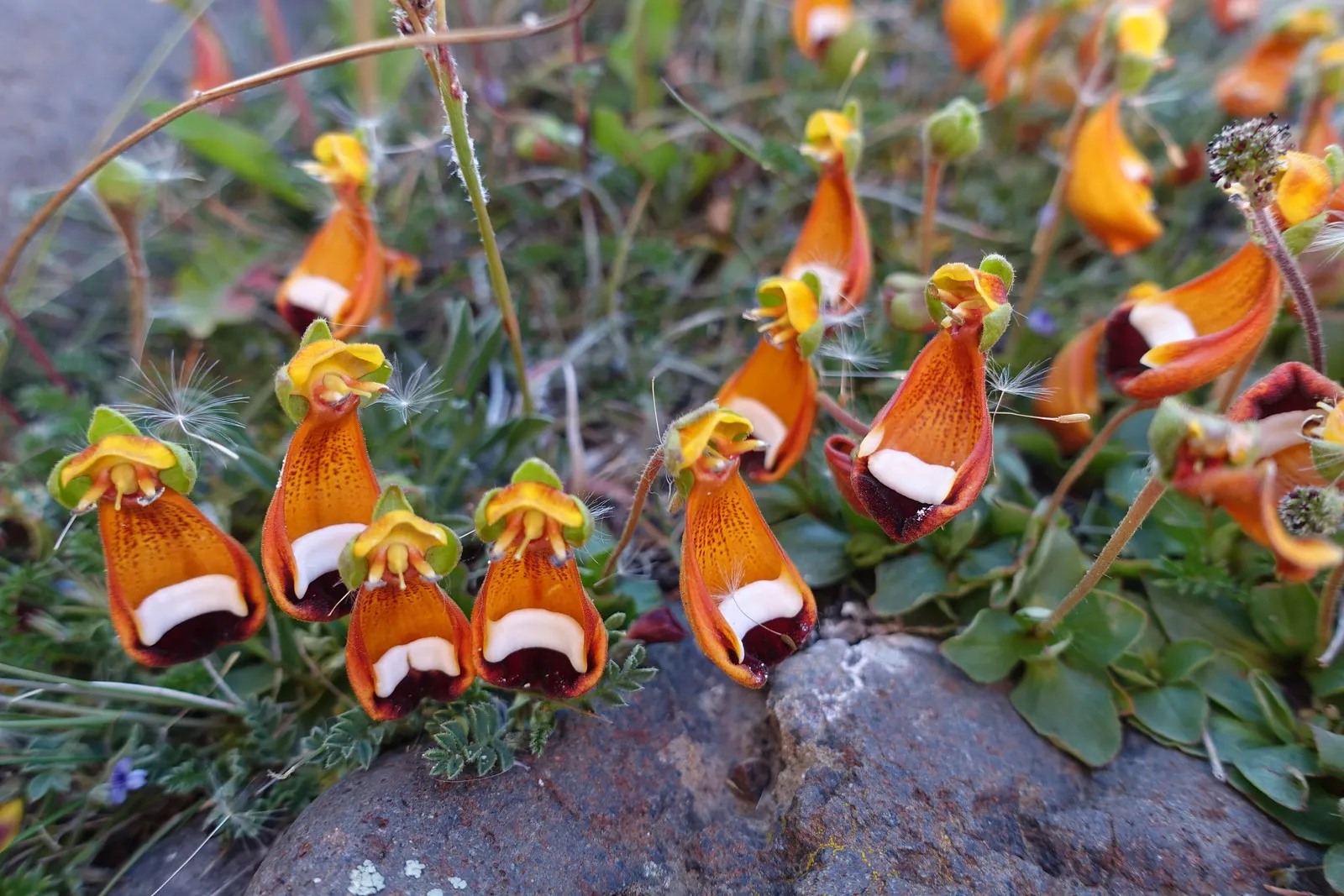 Calceolaria uniflora : la fleur extraterrestre heureux surnommée « pantoufle de Darwin » Calceolaria uniflora la fleur extraterrestre heureux pantoufle de darwin 3 Calceolaria-uniflora-la-fleur-extraterrestre-heureux-pantoufle-de-darwin-3