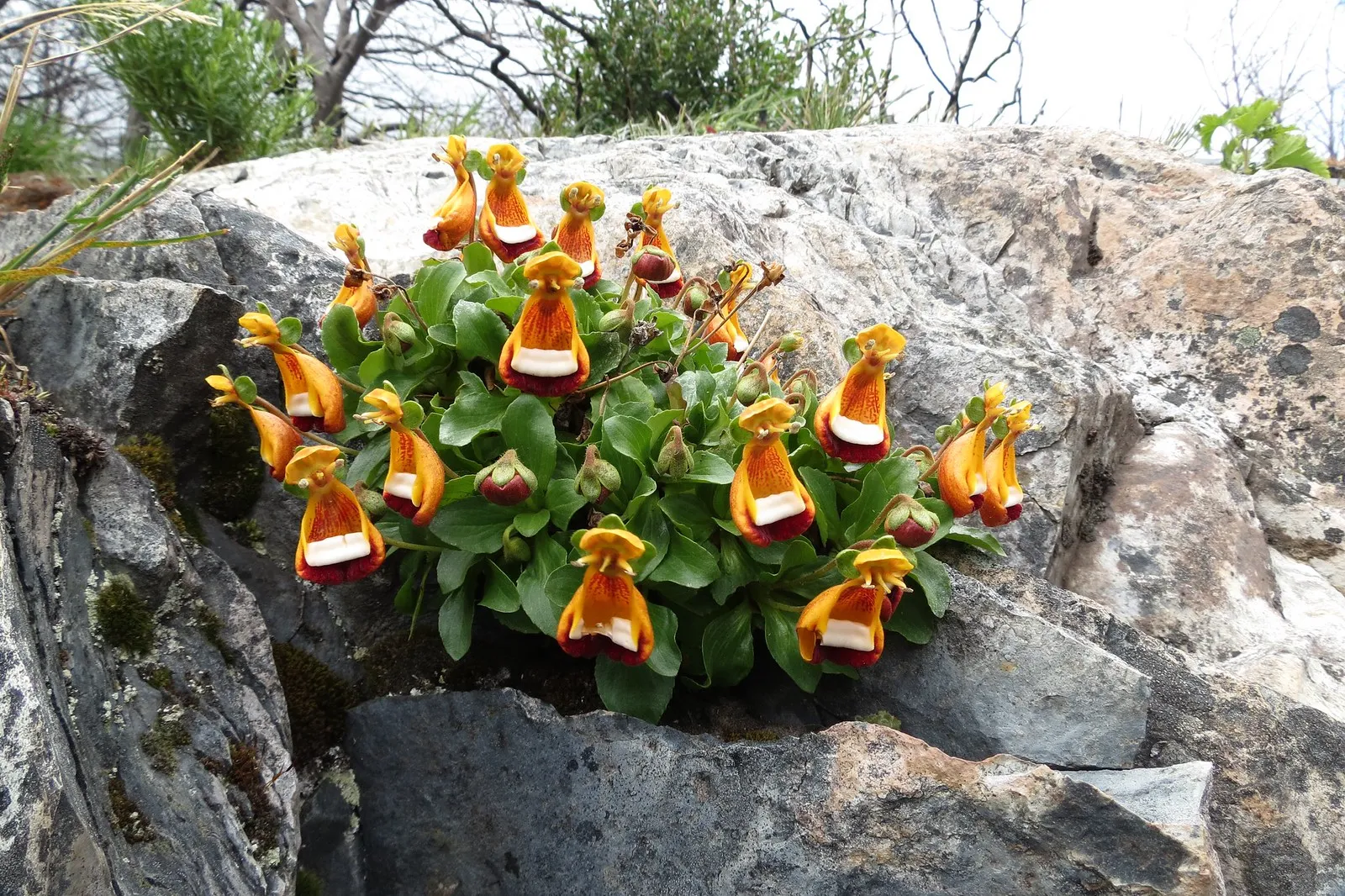 Calceolaria uniflora : la fleur extraterrestre heureux surnommée « pantoufle de Darwin » Calceolaria uniflora la fleur extraterrestre heureux pantoufle de darwin 4 Calceolaria-uniflora-la-fleur-extraterrestre-heureux-pantoufle-de-darwin-4