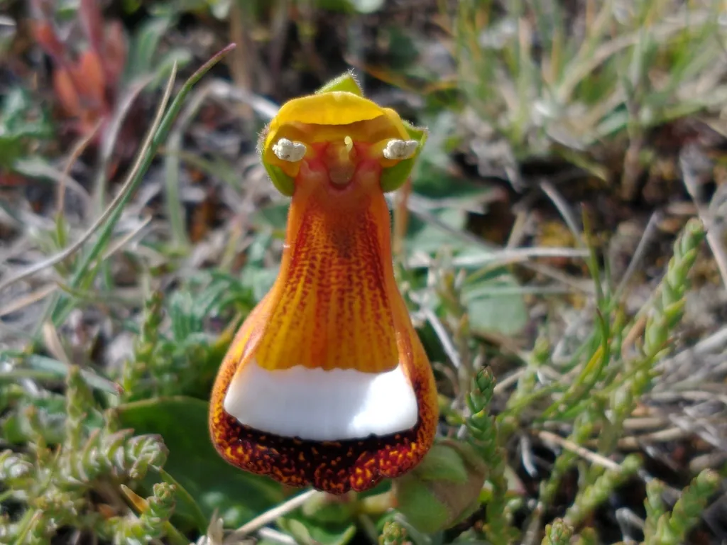 Calceolaria uniflora : la fleur extraterrestre heureux surnommée « pantoufle de Darwin » Calceolaria uniflora la fleur extraterrestre heureux pantoufle de darwin 5 Calceolaria-uniflora-la-fleur-extraterrestre-heureux-pantoufle-de-darwin-5