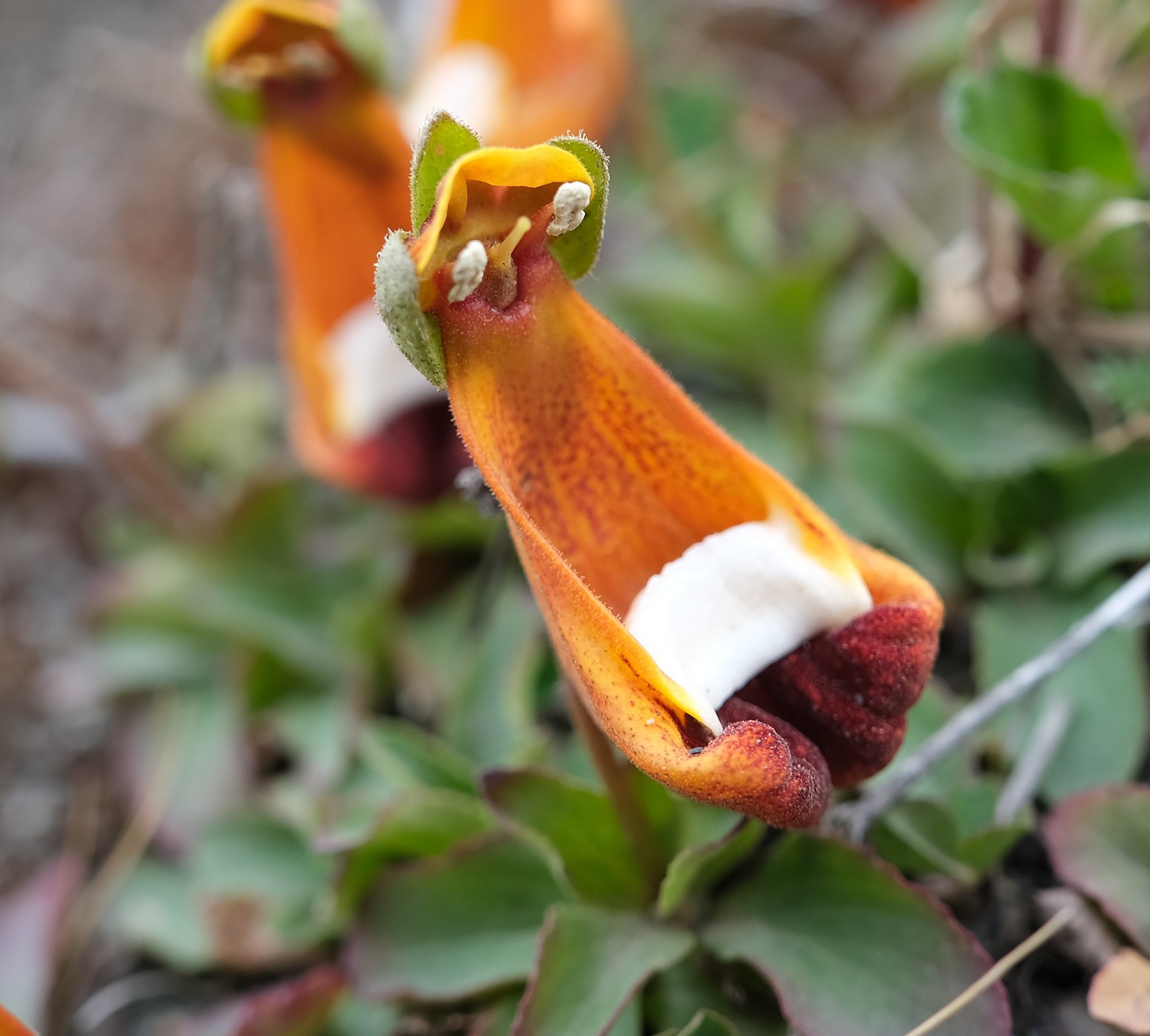 Calceolaria uniflora : la fleur extraterrestre heureux surnommée « pantoufle de Darwin » la fleur extraterrestre heureux pantoufle de darwin 1 la-fleur-extraterrestre-heureux-pantoufle-de-darwin-1