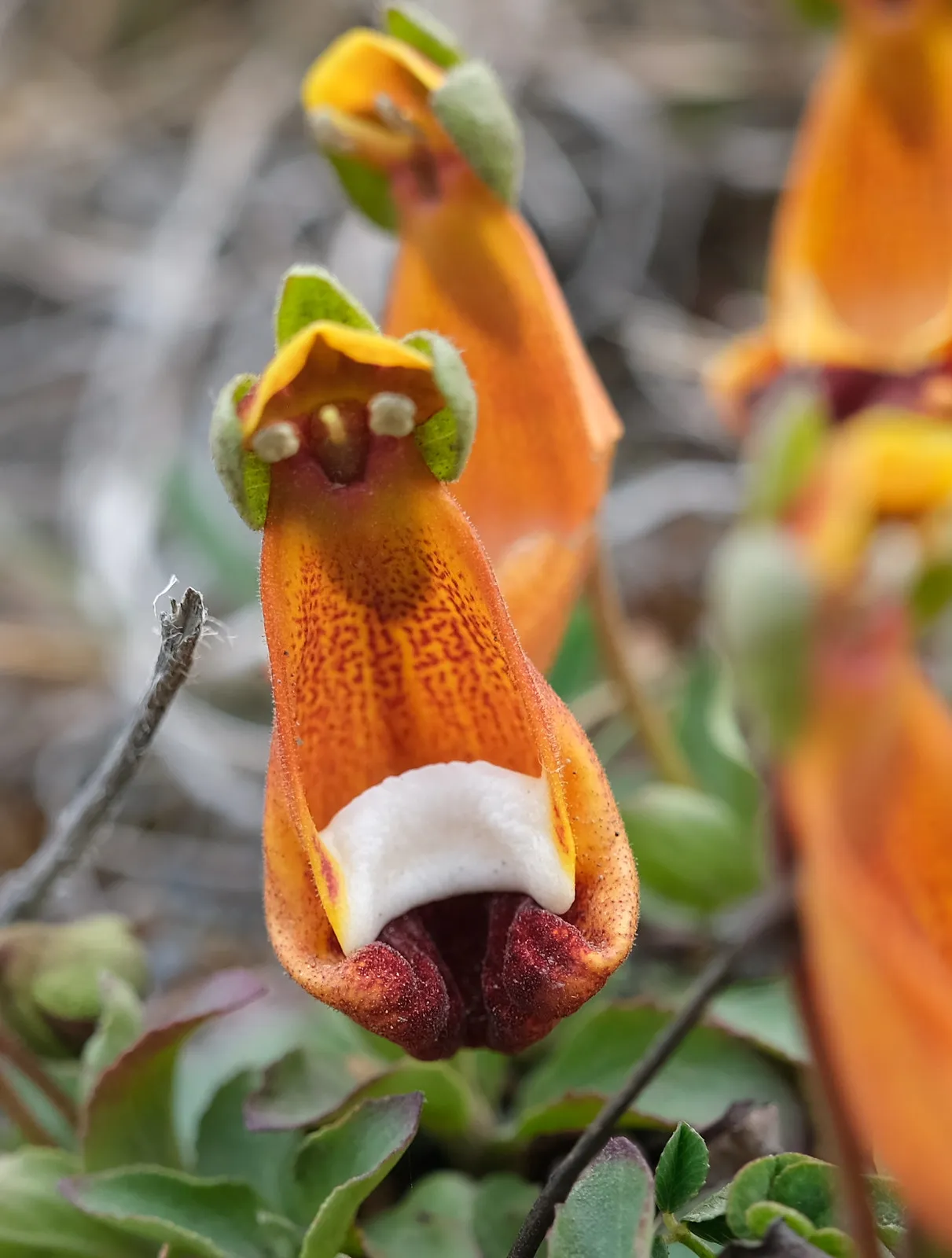 Calceolaria uniflora : la fleur extraterrestre heureux surnommée « pantoufle de Darwin » la fleur extraterrestre heureux pantoufle de darwin 2 la-fleur-extraterrestre-heureux-pantoufle-de-darwin-2