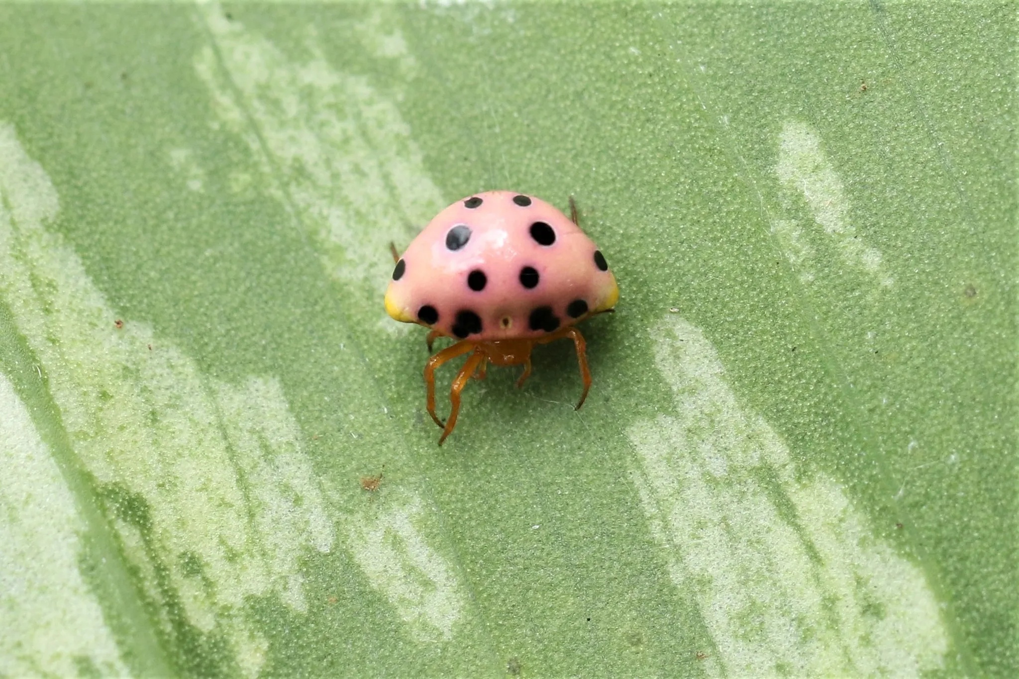 Paraplectana, l’araignée déguisée en coccinelle paraplectana araignee deguisee en coccinelle 3 paraplectana-araignee-deguisee-en-coccinelle-3