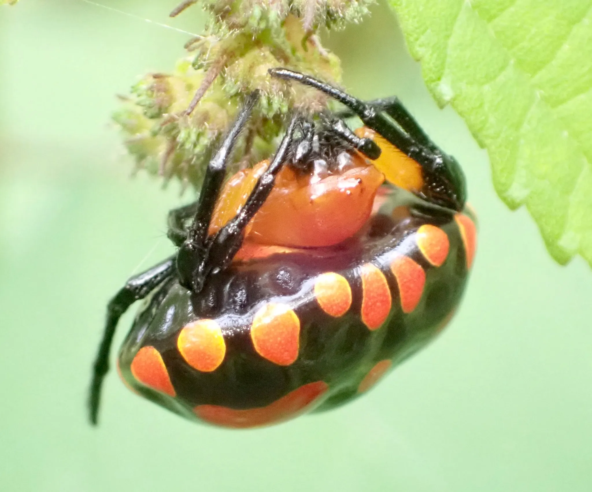 Paraplectana, l’araignée déguisée en coccinelle paraplectana araignee deguisee en coccinelle 4 paraplectana-araignee-deguisee-en-coccinelle-4