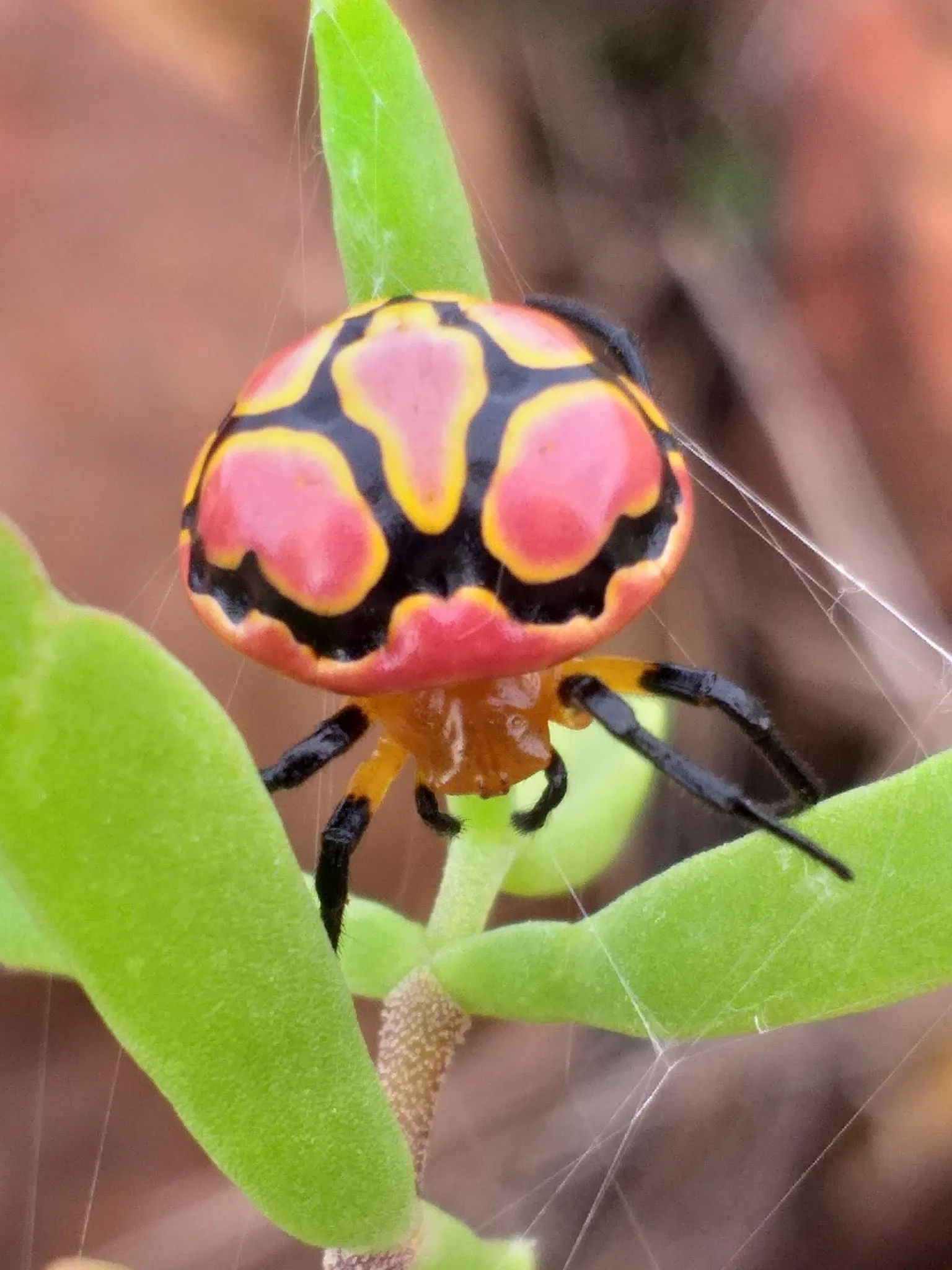 Paraplectana, l’araignée déguisée en coccinelle paraplectana araignee deguisee en coccinelle 5 paraplectana-araignee-deguisee-en-coccinelle-5