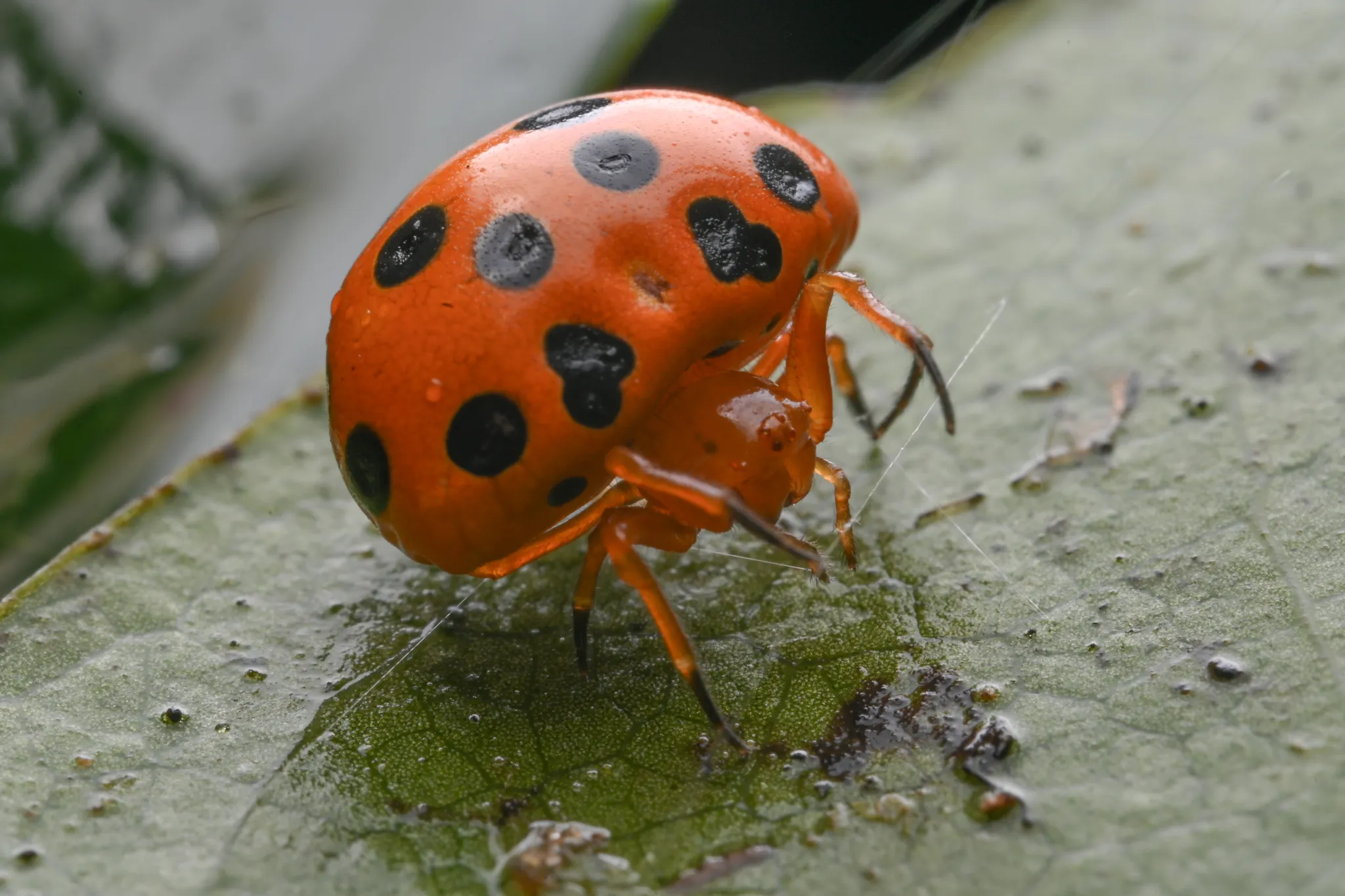 Paraplectana, l’araignée déguisée en coccinelle paraplectana araignee deguisee en coccinelle 6 paraplectana-araignee-deguisee-en-coccinelle-6