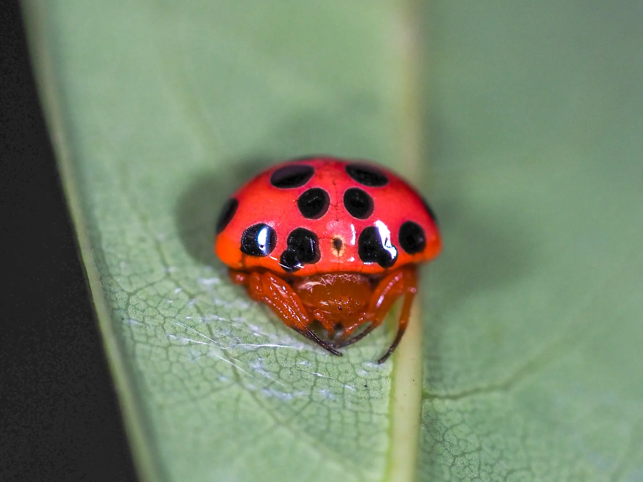 Paraplectana, l’araignée déguisée en coccinelle paraplectana araignee deguisee en coccinelle 7 paraplectana-araignee-deguisee-en-coccinelle-7