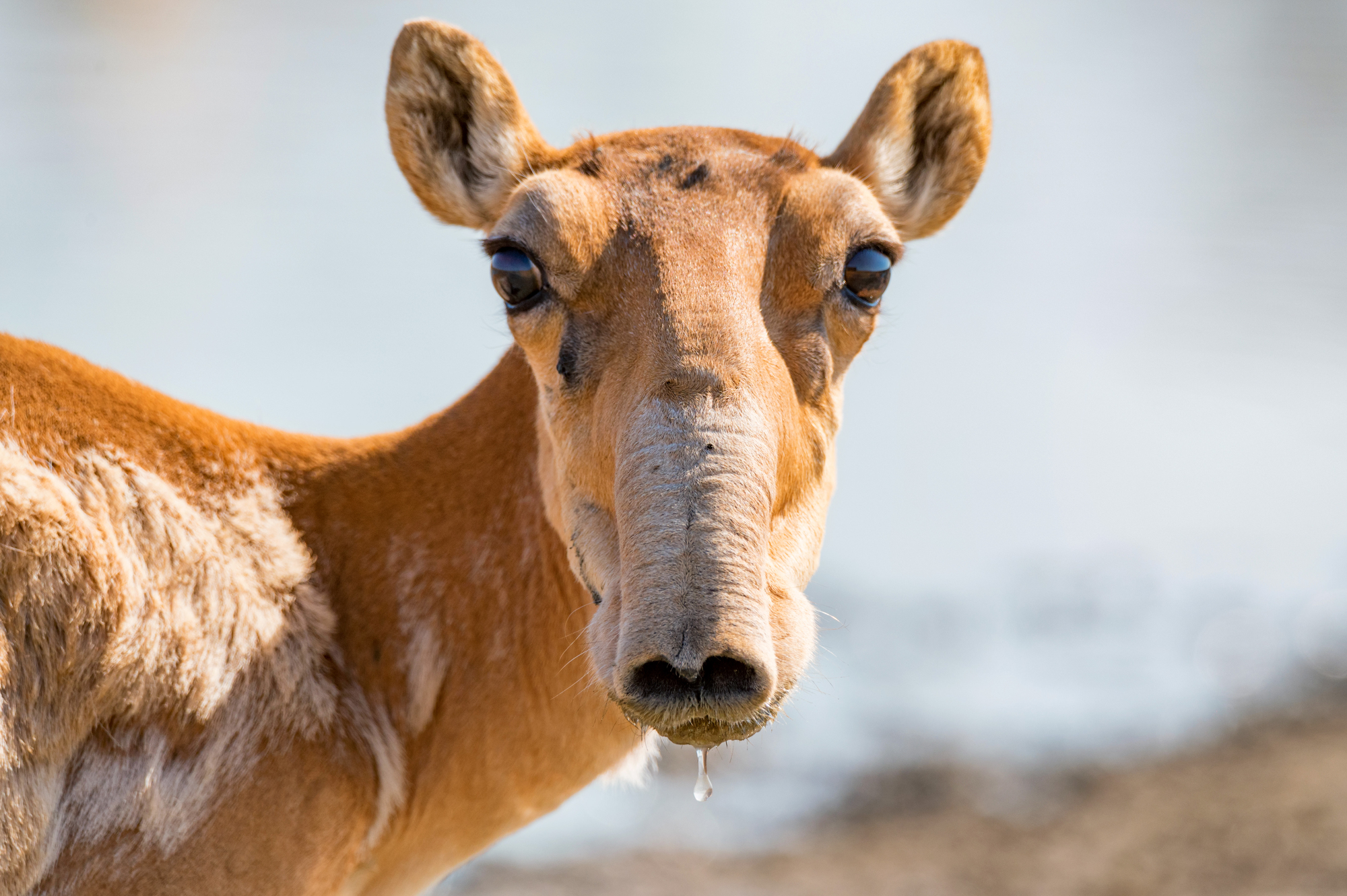 L’antilope Saïga : l’étrange rescapée de l'ère glaciaire antilope saiga letrange rescapee de lere glaciaire 1 antilope-saiga-letrange-rescapee-de-lere-glaciaire-1