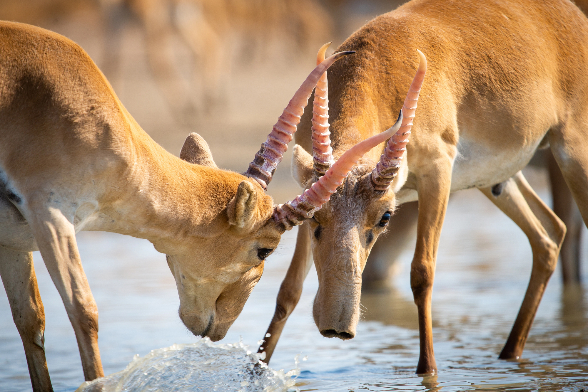 L’antilope Saïga : l’étrange rescapée de l'ère glaciaire antilope saiga letrange rescapee de lere glaciaire 3 antilope-saiga-letrange-rescapee-de-lere-glaciaire-3