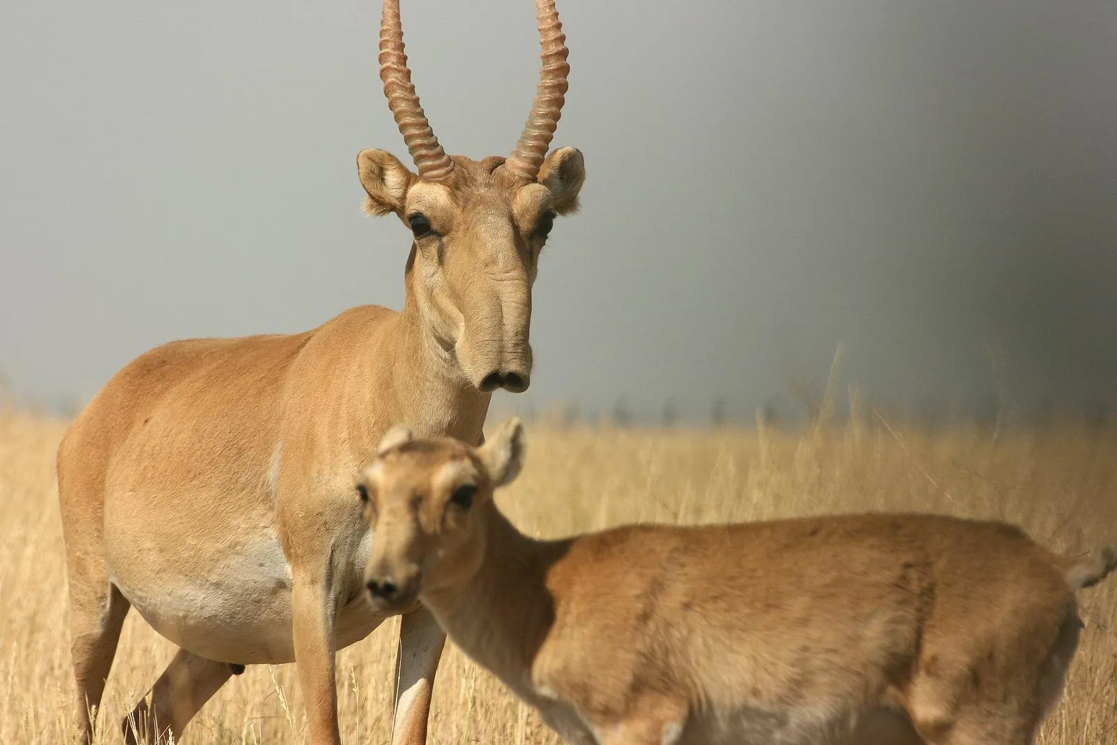 L’antilope Saïga : l’étrange rescapée de l'ère glaciaire antilope saiga letrange rescapee de lere glaciaire 4 antilope-saiga-letrange-rescapee-de-lere-glaciaire-4