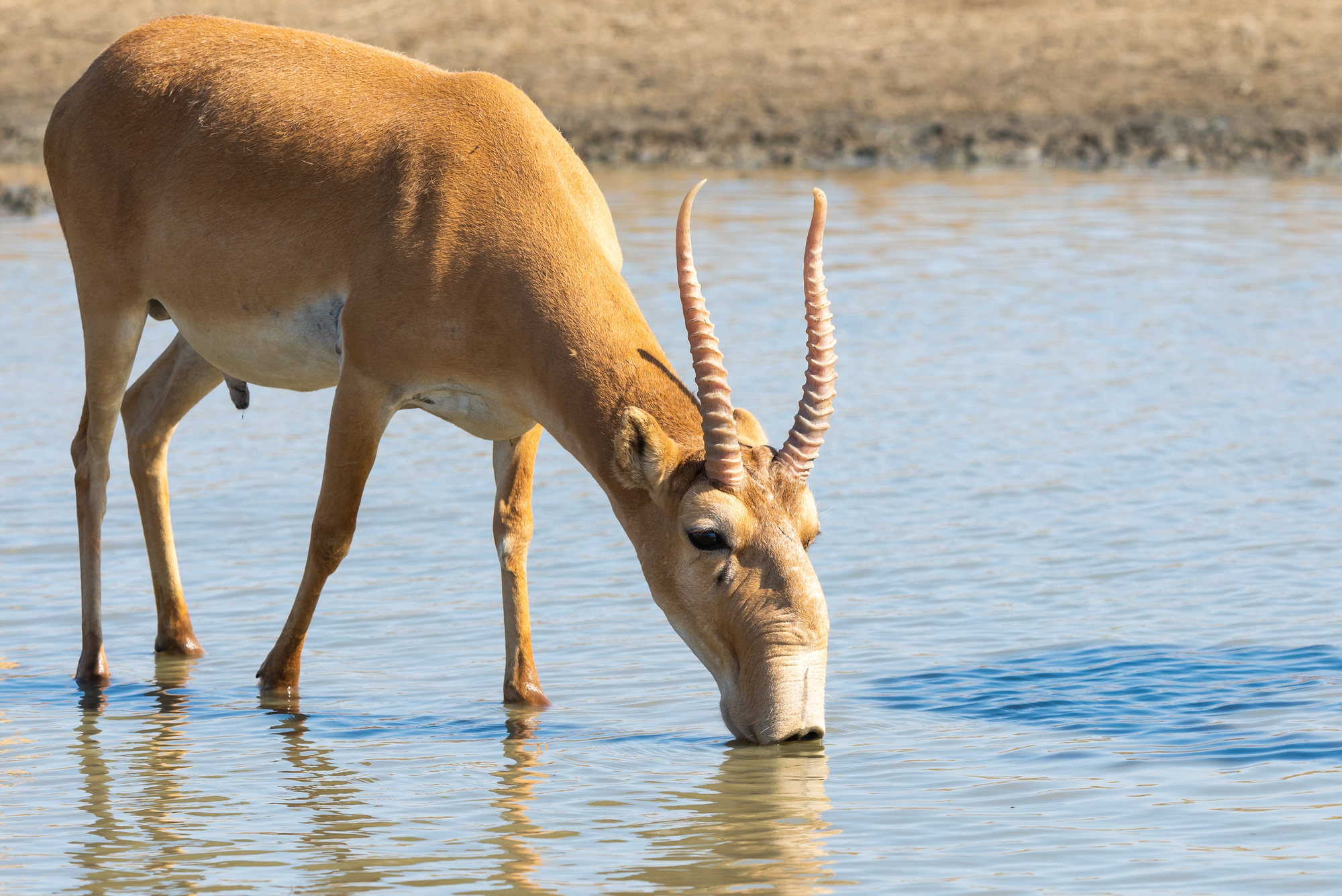 L’antilope Saïga : l’étrange rescapée de l'ère glaciaire antilope saiga letrange rescapee de lere glaciaire 5 antilope-saiga-letrange-rescapee-de-lere-glaciaire-5