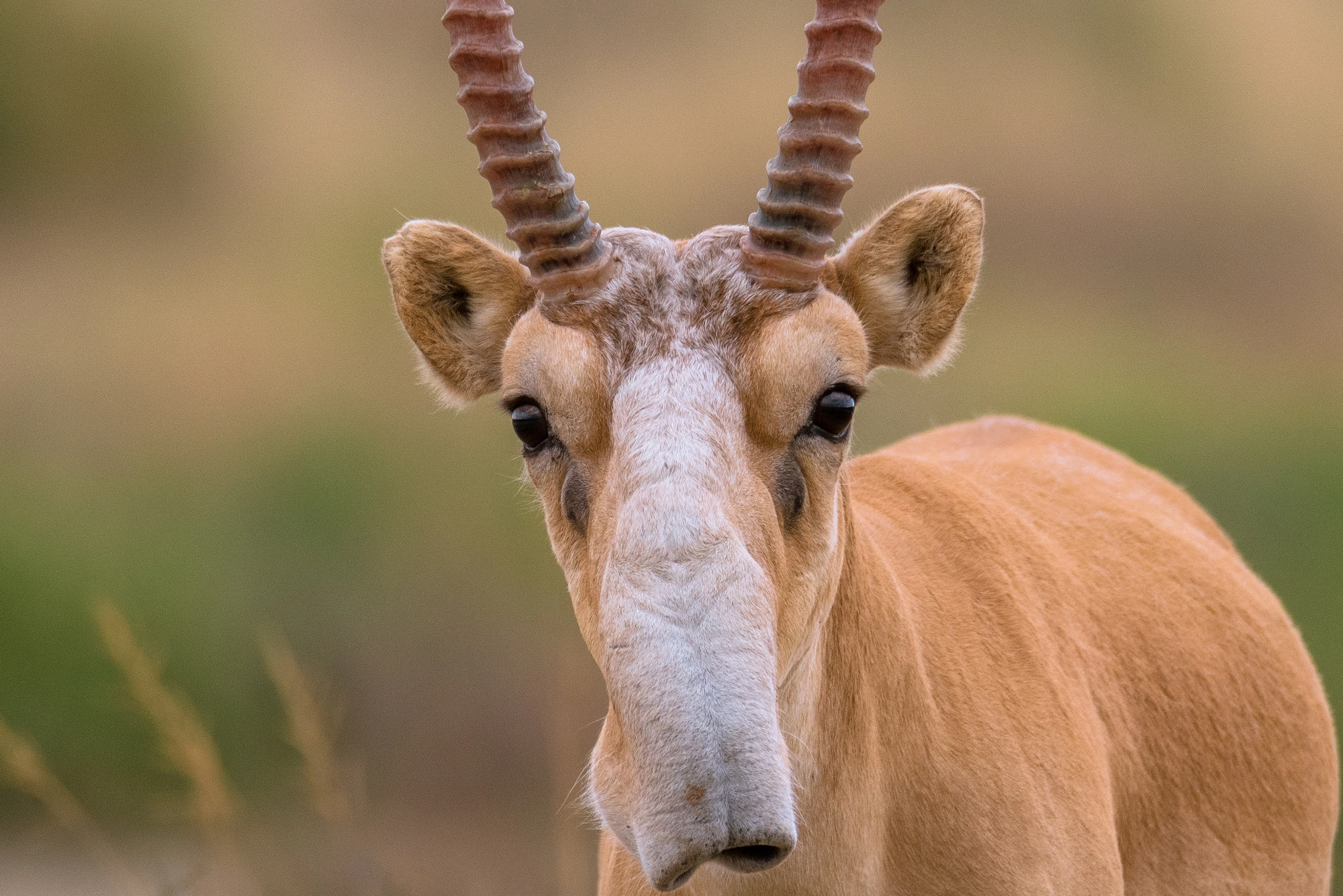 L’antilope Saïga : l’étrange rescapée de l'ère glaciaire antilope saiga letrange rescapee de lere glaciaire 6 antilope-saiga-letrange-rescapee-de-lere-glaciaire-6