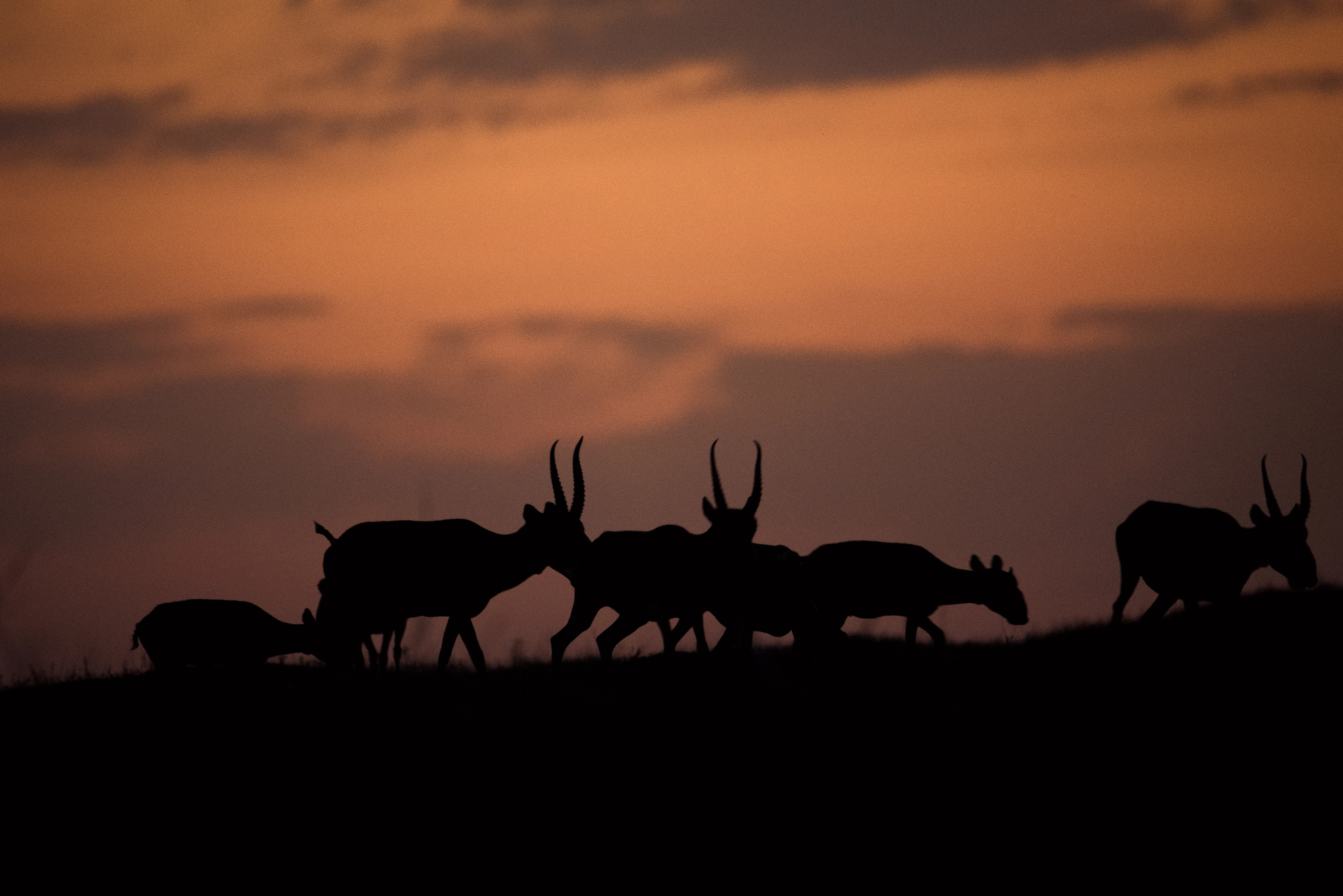 L’antilope Saïga : l’étrange rescapée de l'ère glaciaire antilope saiga letrange rescapee de lere glaciaire 7 antilope-saiga-letrange-rescapee-de-lere-glaciaire-7