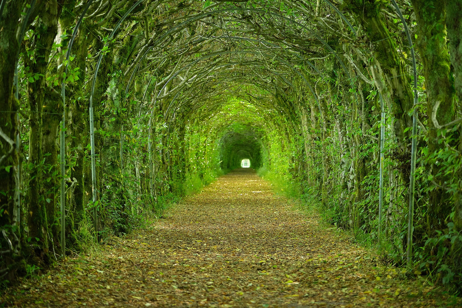 La charmille du Haut-Marais : un tunnel végétal féérique au cœur de la Wallonie la charmille du haut marais un tunnel vegetal feerique au coeur de la wallonie 1 la-charmille-du-haut-marais-un-tunnel-vegetal-feerique-au-coeur-de-la-wallonie-1