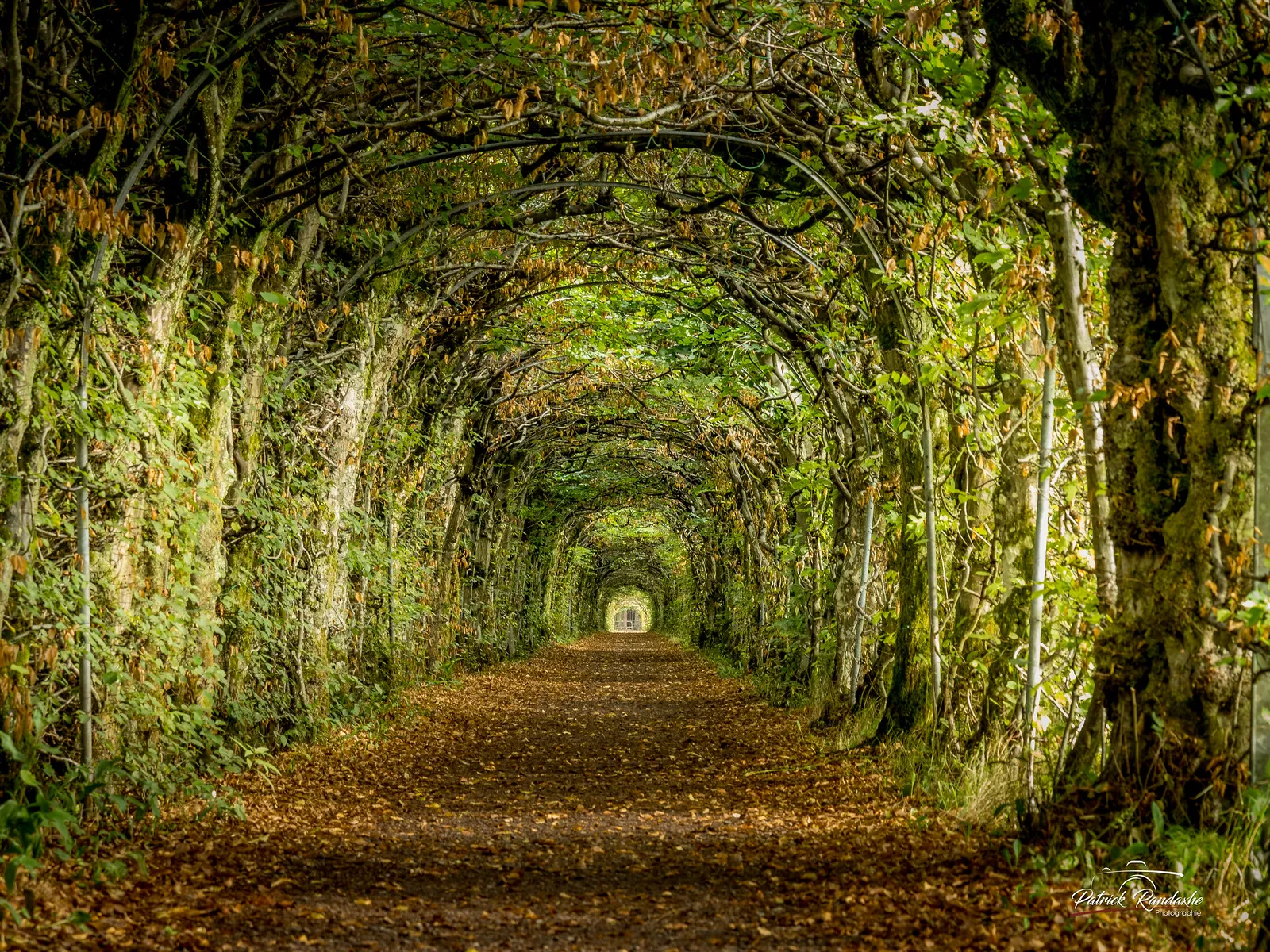 La charmille du Haut-Marais : un tunnel végétal féérique au cœur de la Wallonie la charmille du haut marais un tunnel vegetal feerique au coeur de la wallonie 2 la-charmille-du-haut-marais-un-tunnel-vegetal-feerique-au-coeur-de-la-wallonie-2
