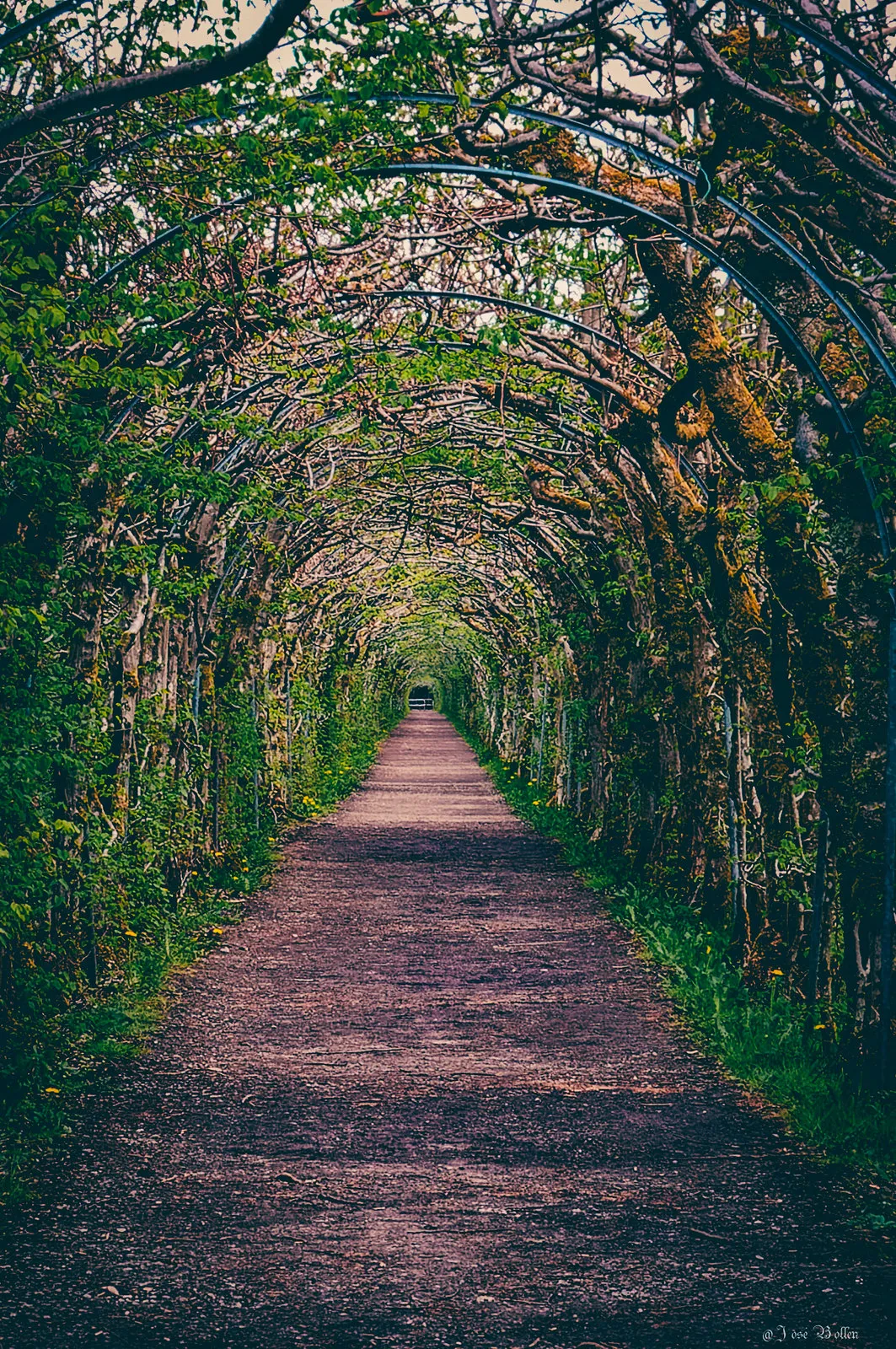 La charmille du Haut-Marais : un tunnel végétal féérique au cœur de la Wallonie la charmille du haut marais un tunnel vegetal feerique au coeur de la wallonie 3 la-charmille-du-haut-marais-un-tunnel-vegetal-feerique-au-coeur-de-la-wallonie-3