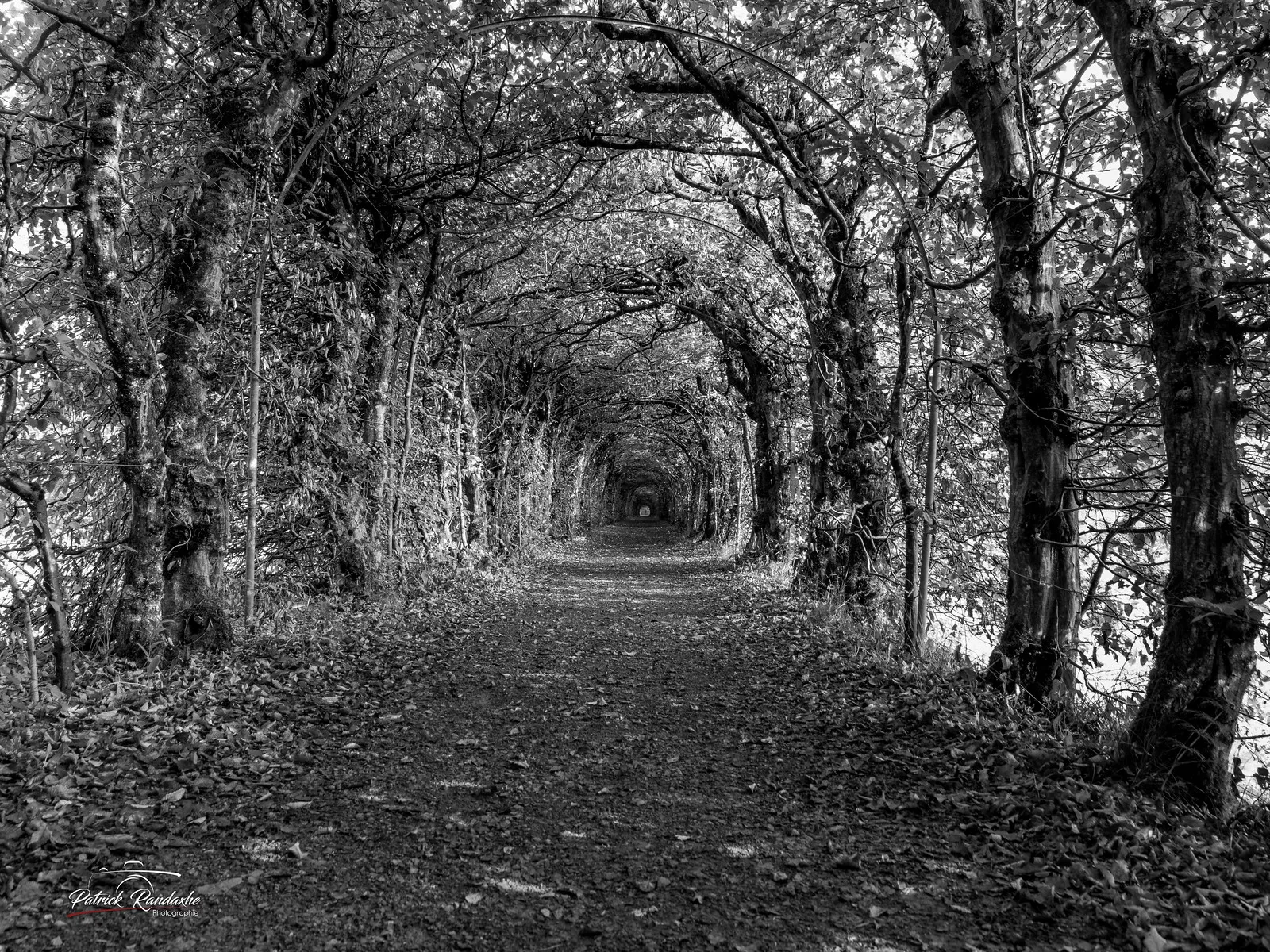 La charmille du Haut-Marais : un tunnel végétal féérique au cœur de la Wallonie la charmille du haut marais un tunnel vegetal feerique au coeur de la wallonie 4 la-charmille-du-haut-marais-un-tunnel-vegetal-feerique-au-coeur-de-la-wallonie-4