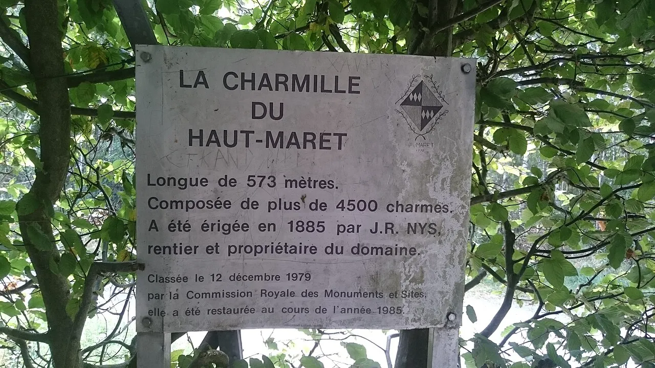 La charmille du Haut-Marais : un tunnel végétal féérique au cœur de la Wallonie la charmille du haut marais un tunnel vegetal feerique au coeur de la wallonie 5 la-charmille-du-haut-marais-un-tunnel-vegetal-feerique-au-coeur-de-la-wallonie-5