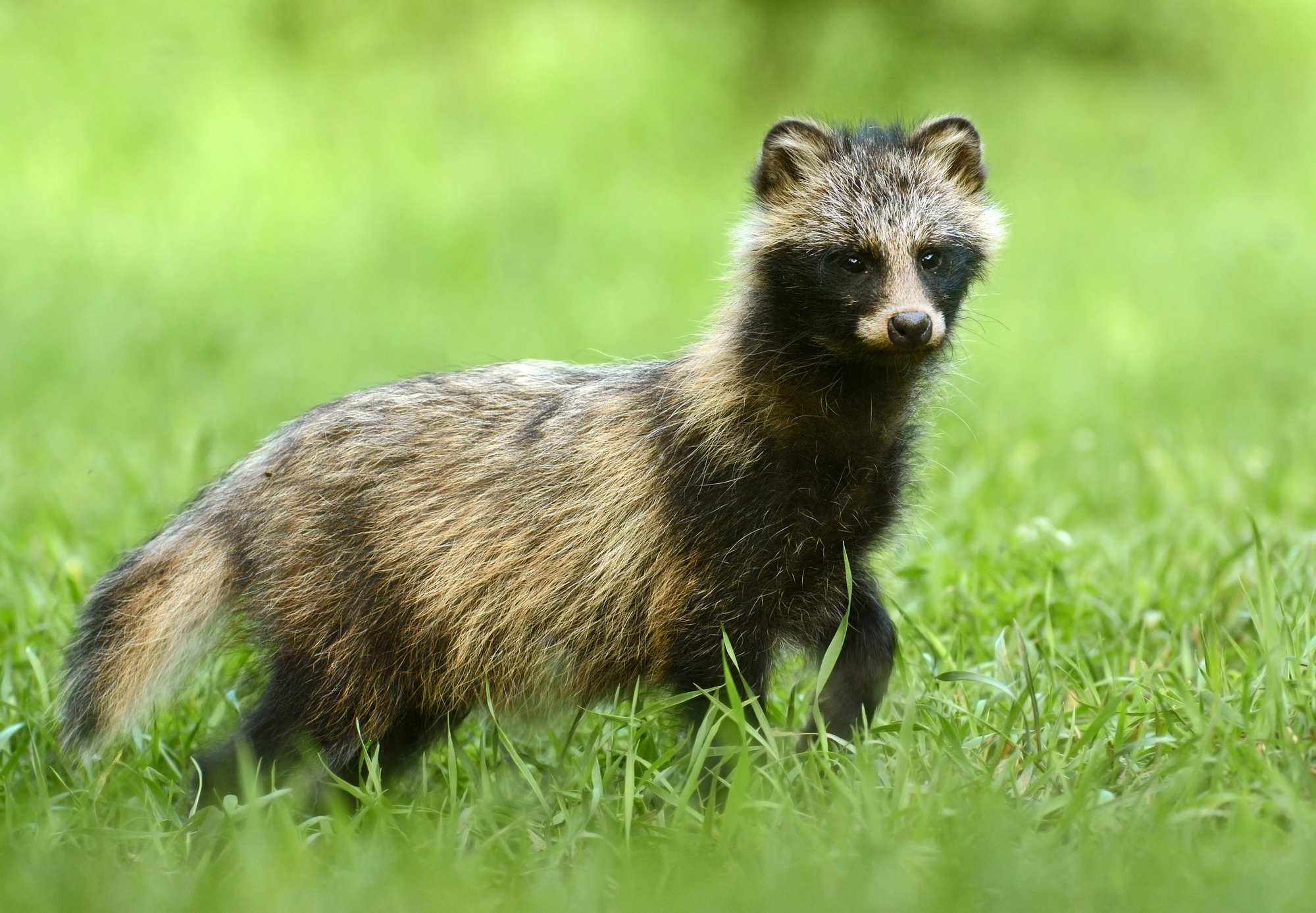 Le chien raton laveur, alias tanuki : entre canidé bien réel et légende japonaise le chien raton laveur alias tanuki entre canide bien reel et legende japonaise 10 le-chien-raton-laveur-alias-tanuki-entre-canide-bien-reel-et-legende-japonaise-10