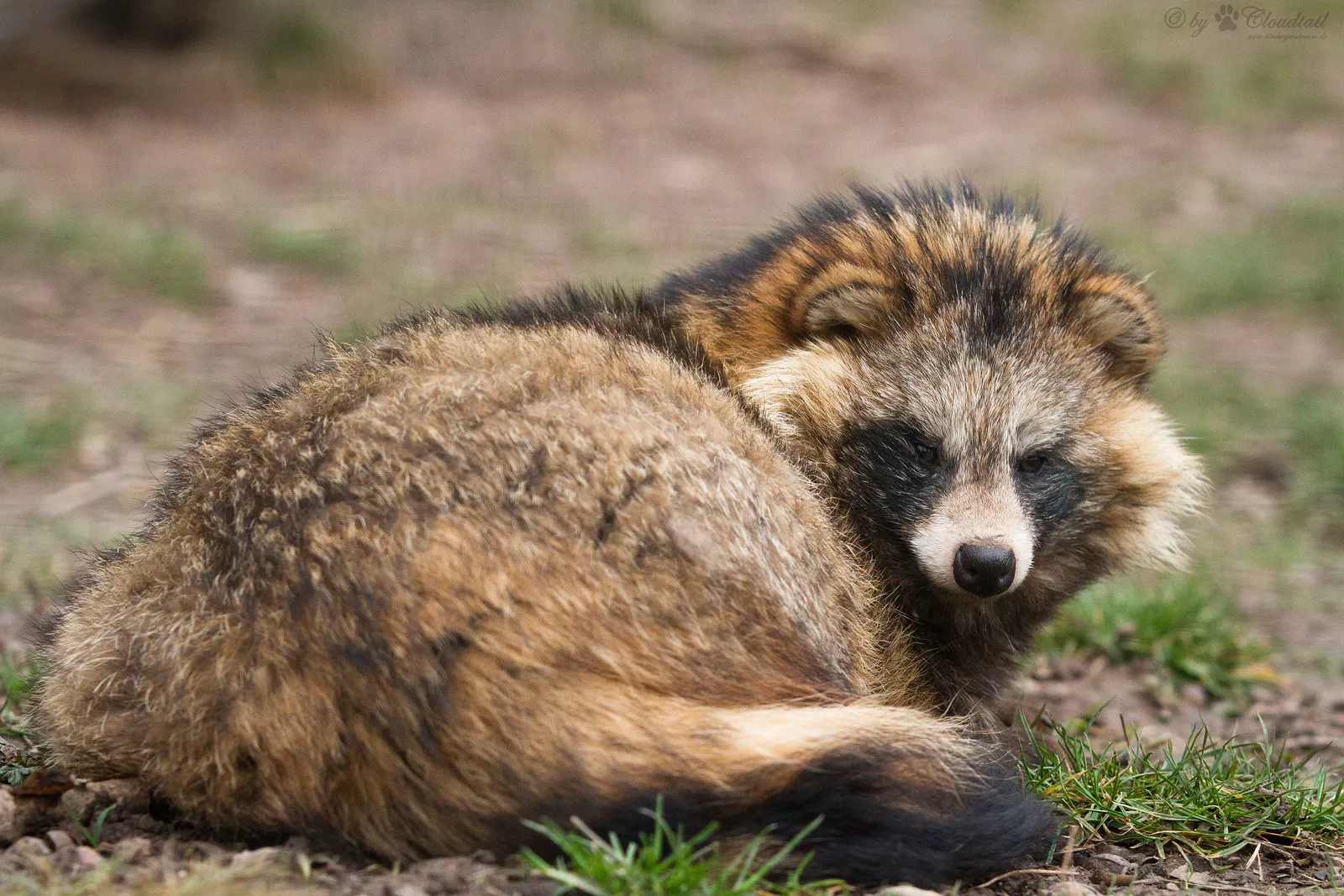 Le chien raton laveur, alias tanuki : entre canidé bien réel et légende japonaise le chien raton laveur tanuki viverrin japon 2 le-chien-raton-laveur-tanuki-viverrin-japon-2