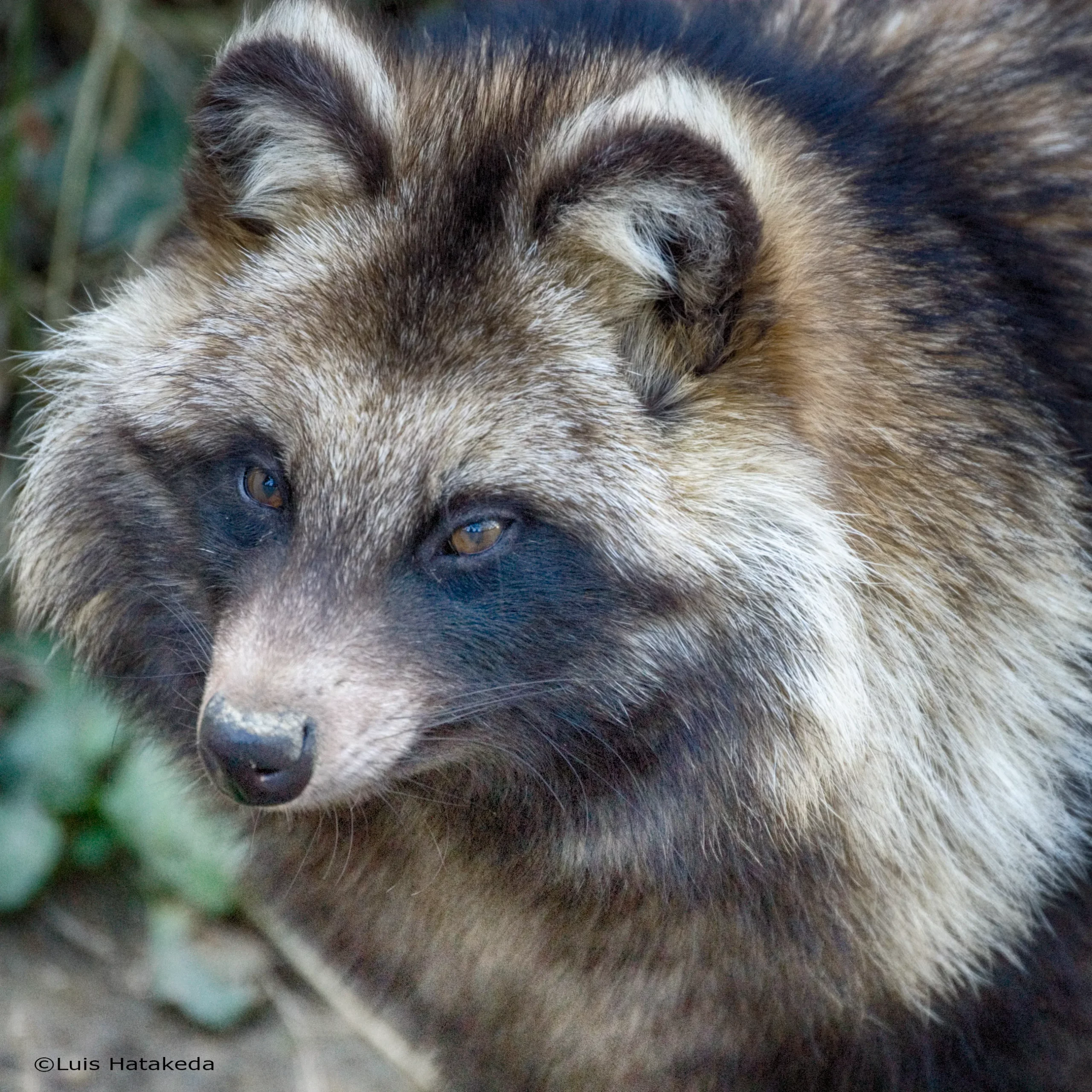 Le chien raton laveur, alias tanuki : entre canidé bien réel et légende japonaise le chien raton laveur tanuki viverrin japon 5 scaled le-chien-raton-laveur-tanuki-viverrin-japon-5