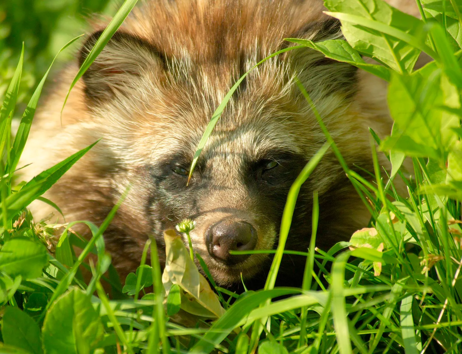 Le chien raton laveur, alias tanuki : entre canidé bien réel et légende japonaise le chien raton laveur tanuki viverrin japon 6 le-chien-raton-laveur-tanuki-viverrin-japon-6