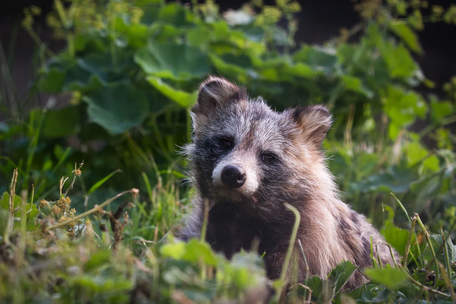 Le chien raton laveur, alias tanuki : entre canidé bien réel et légende japonaise le chien raton laveur tanuki viverrin japon 7 le-chien-raton-laveur-tanuki-viverrin-japon-7