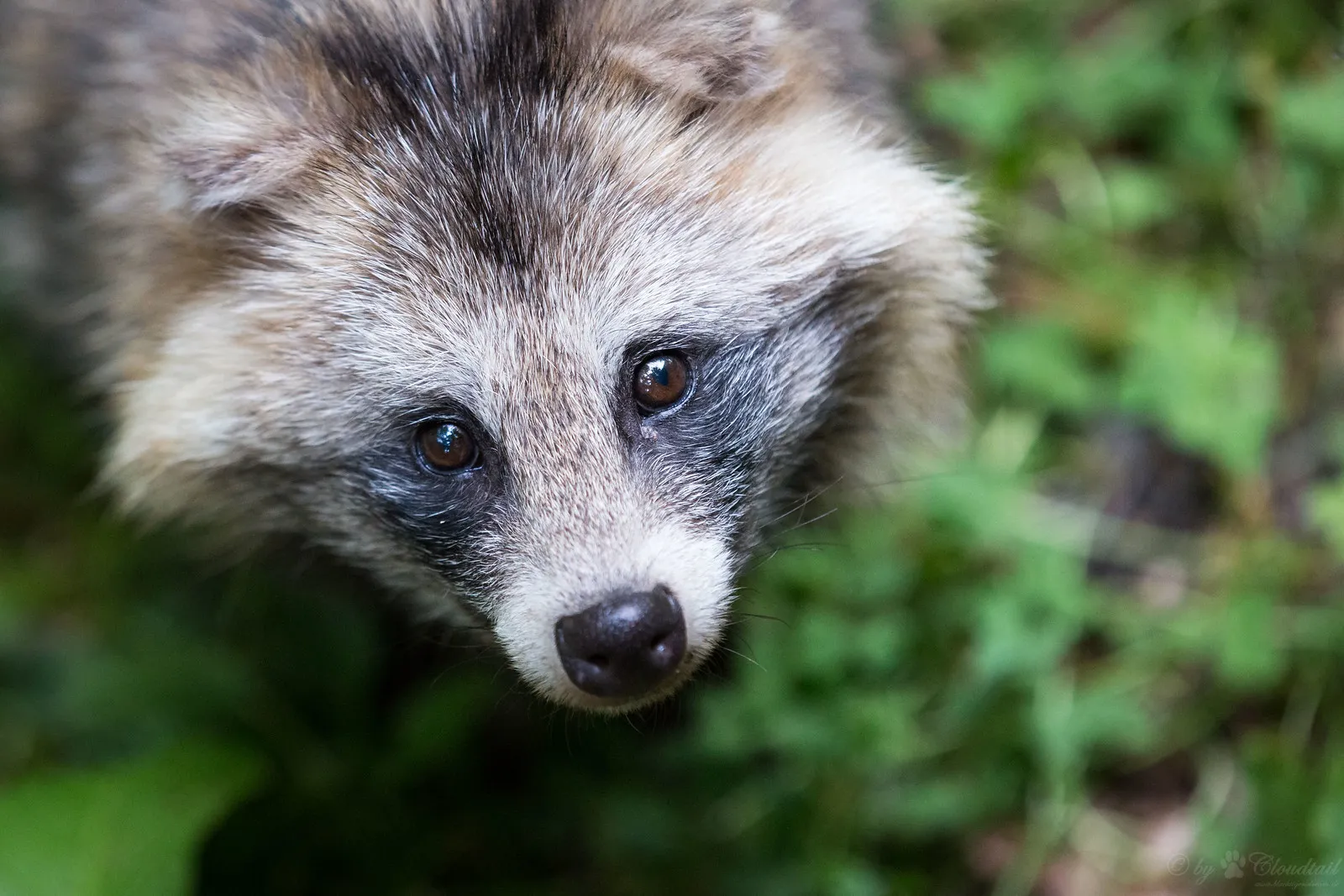 Le chien raton laveur, alias tanuki : entre canidé bien réel et légende japonaise le chien raton laveur tanuki viverrin japon 8 le-chien-raton-laveur-tanuki-viverrin-japon-8