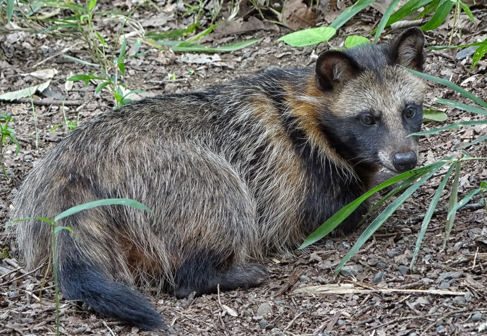 Le chien raton laveur, alias tanuki : entre canidé bien réel et légende japonaise le chien raton laveur tanuki viverrin japon 9 le-chien-raton-laveur-tanuki-viverrin-japon-9