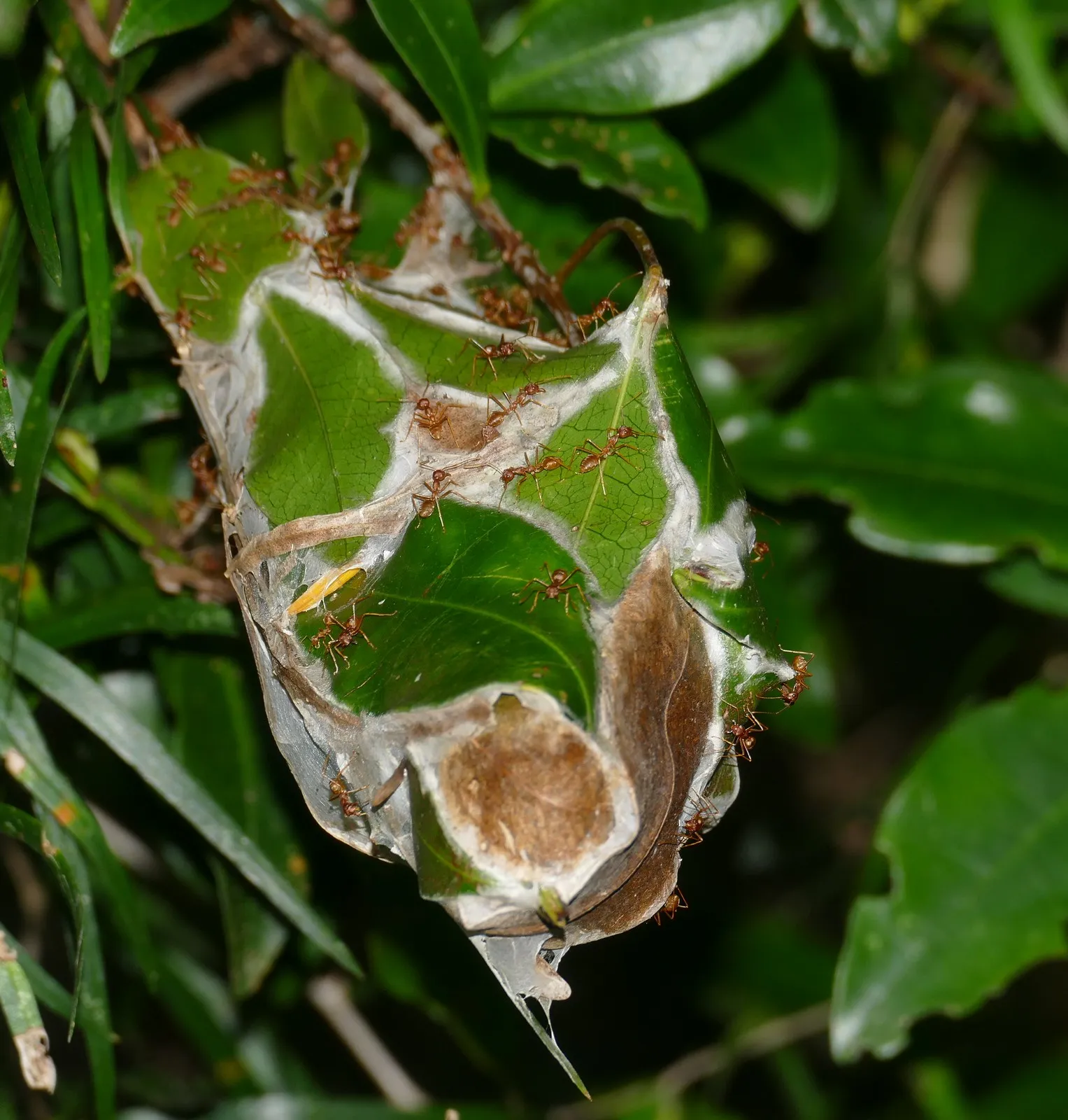 Les fourmis tisseuses : petites ouvrières, grandes ingénieures les fourmis tisseuses petites ouvrieres grandes ingenieures 2 les-fourmis-tisseuses-petites-ouvrieres-grandes-ingenieures-2