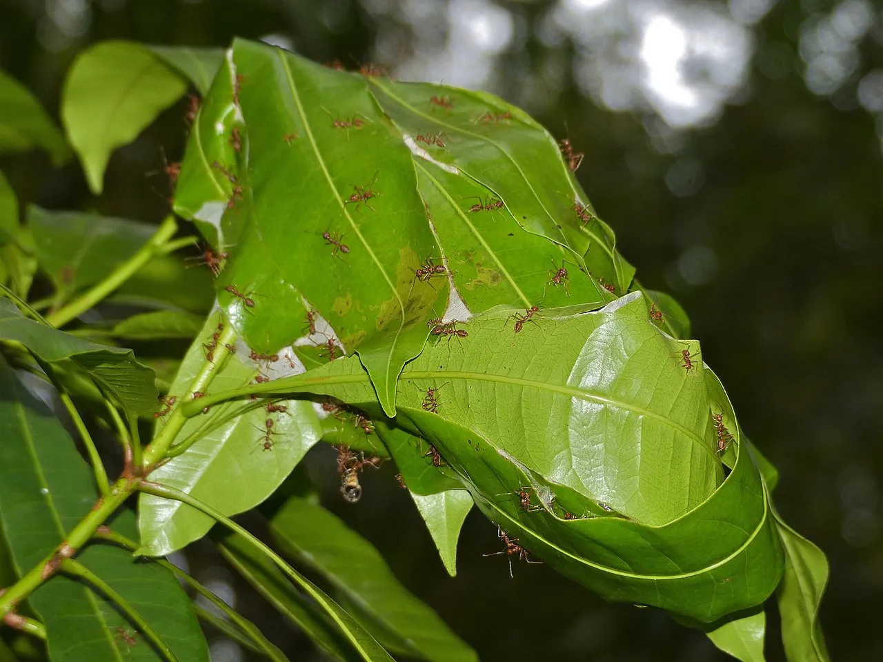 Les fourmis tisseuses : petites ouvrières, grandes ingénieures les fourmis tisseuses petites ouvrieres grandes ingenieures 3 les-fourmis-tisseuses-petites-ouvrieres-grandes-ingenieures-3.