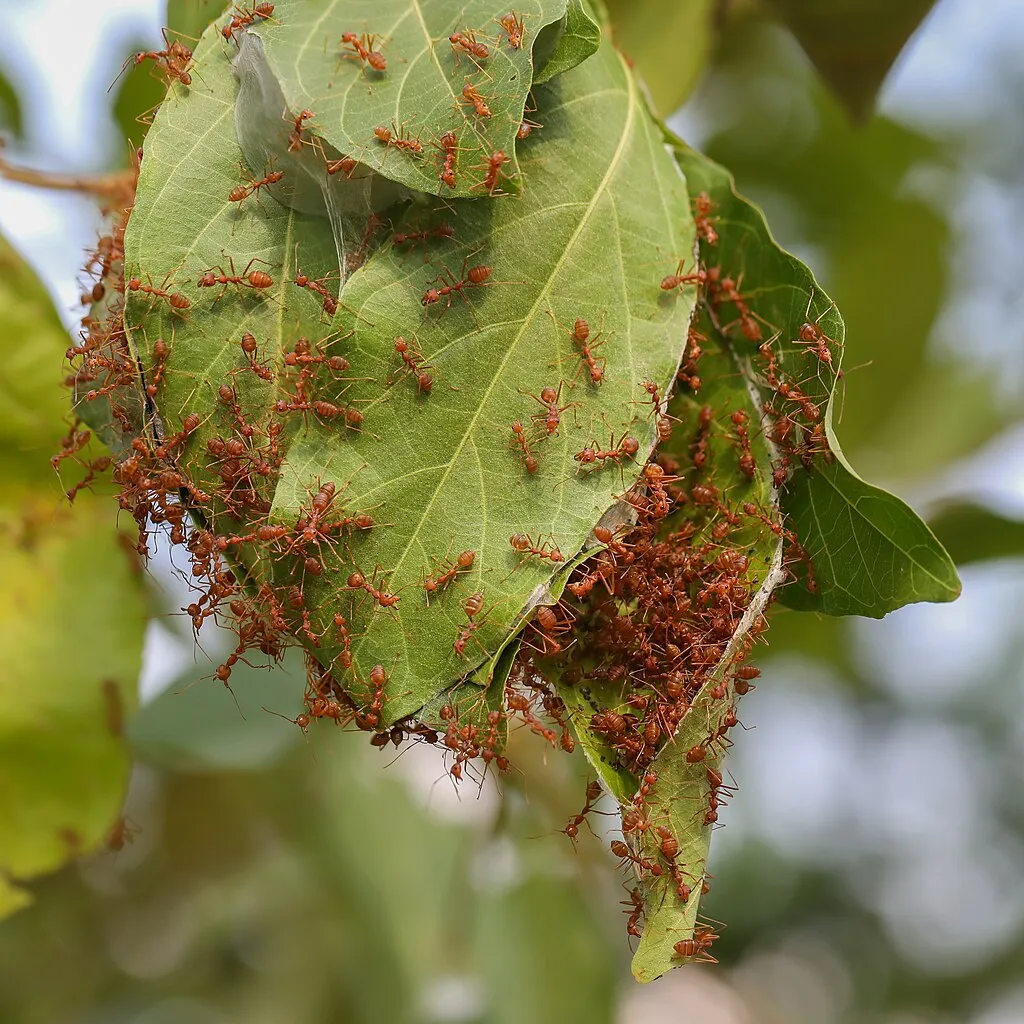 Les fourmis tisseuses : petites ouvrières, grandes ingénieures les fourmis tisseuses petites ouvrieres grandes ingenieures 4 les-fourmis-tisseuses-petites-ouvrieres-grandes-ingenieures-4