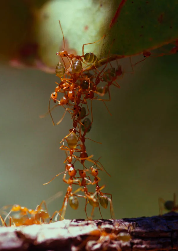 Les fourmis tisseuses : petites ouvrières, grandes ingénieures les fourmis tisseuses petites ouvrieres grandes ingenieures 6 les-fourmis-tisseuses-petites-ouvrieres-grandes-ingenieures-6