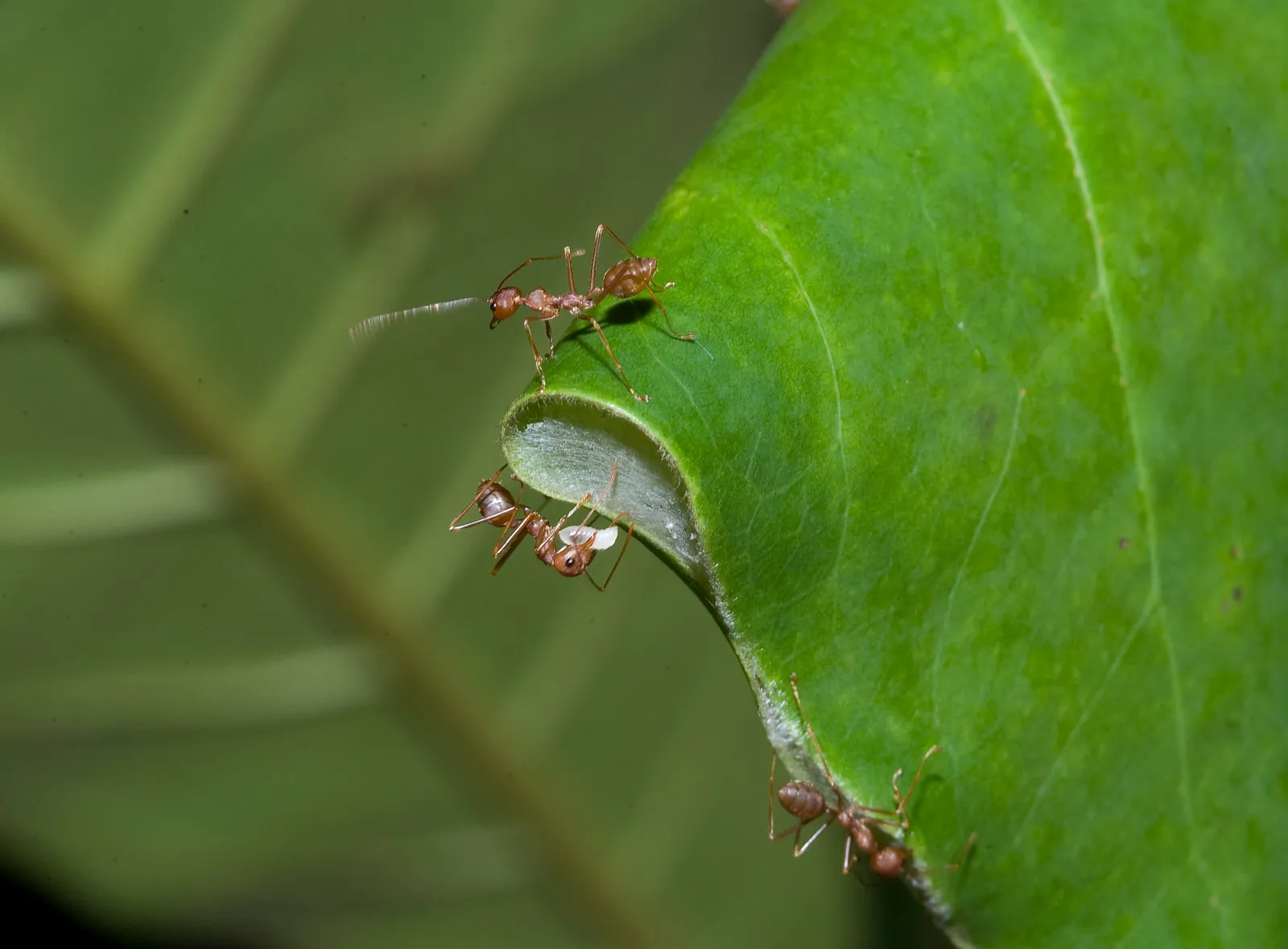 Les fourmis tisseuses : petites ouvrières, grandes ingénieures les fourmis tisseuses petites ouvrieres grandes ingenieures 8 les-fourmis-tisseuses-petites-ouvrieres-grandes-ingenieures-8