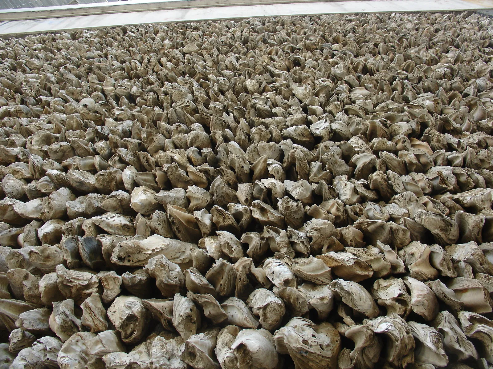 Les maisons en coquilles d’huîtres du Guangdong et du Guangzhou les maisons en coquilles dhuitres du guangdong et du guangzhou 53 les-maisons-en-coquilles-dhuitres-du-guangdong-et-du-guangzhou-5