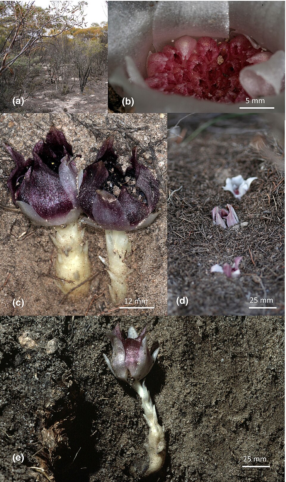 Habitat, fleurs et inflorescences souterraines de Rhizanthella gardneri Habitat, fleurs et inflorescences souterraines de Rhizanthella gardneri