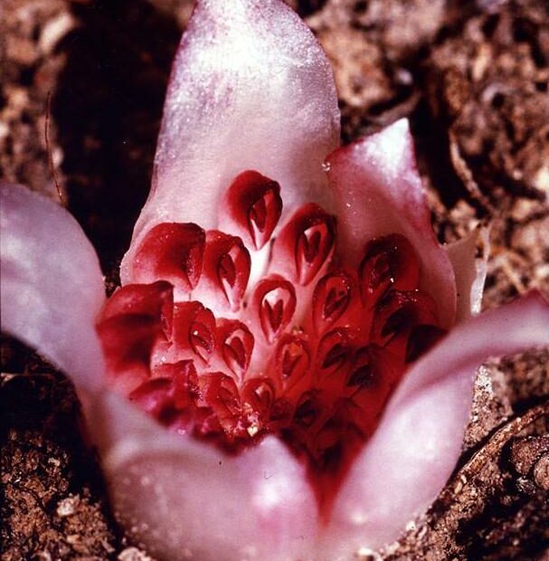 Rhizanthella gardneri : l’orchidée qui vit et fleurit sous terre rhizanthella gardneri lorchidee souterraine australie 1 rhizanthella gardneri lorchidee souterraine australie 1