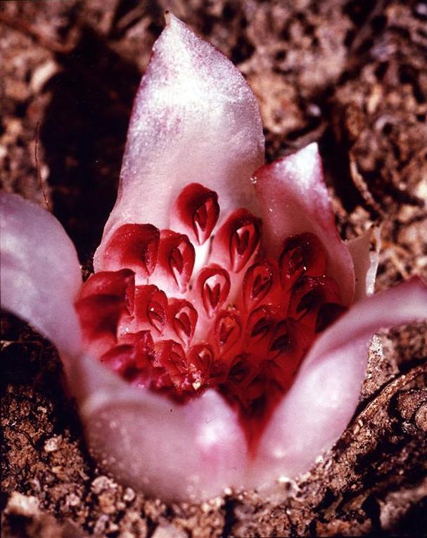 rhizanthella gardneri lorchidee souterraine australie 1 Rhizanthella gardneri, orchidée souterraine d’Australie-Occidentale