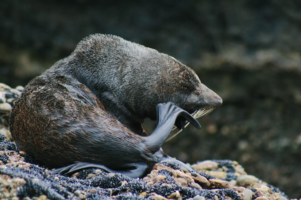 Wharariki Beach (Nouvelle-Zélande) : l’arche du bout du monde immortalisée par Windows wharariki beach nouvelle zelande arche plage windows otarie wharariki-beach-nouvelle-zelande-arche-plage-windows-otarie.