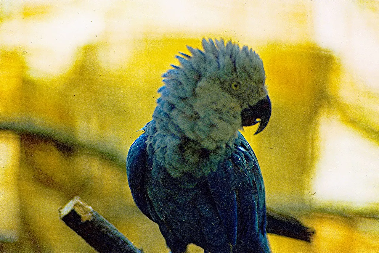 Ara de Spix (ararinha-azul) : l’oiseau bleu de Rio est-il vraiment éteint… ou en train de revenir ? ara de spix ararinha azul perroquet bleu de rio 4 ara-de-spix-ararinha-azul-perroquet-bleu-de-rio-4.