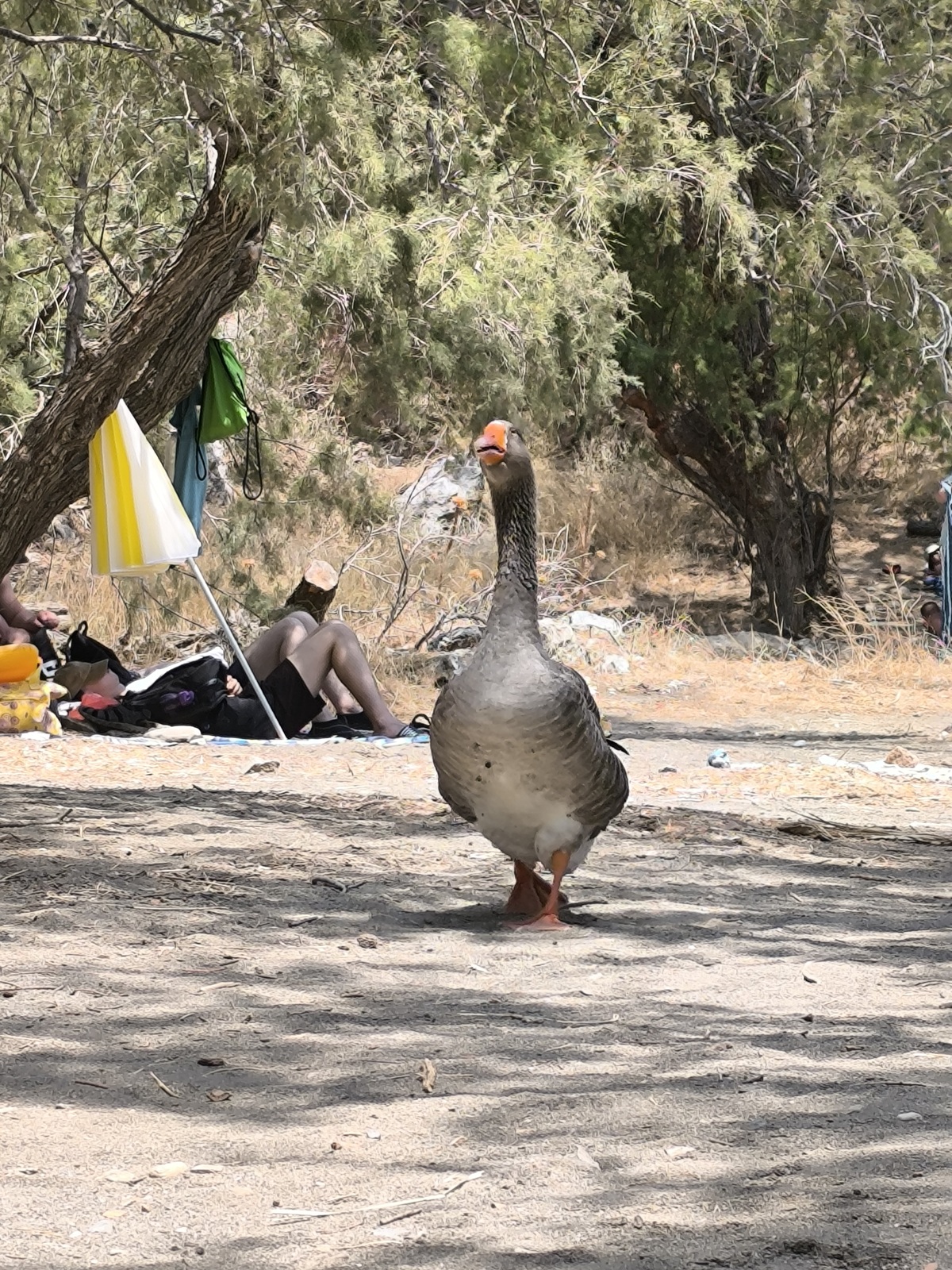La plage de Preveli, magnifique plage-oasis de Crète où la rivière rencontre la mer la plage de preveli oasis palmier crete 1 4 la-plage-de-preveli-oasis-palmier-crete-1-4