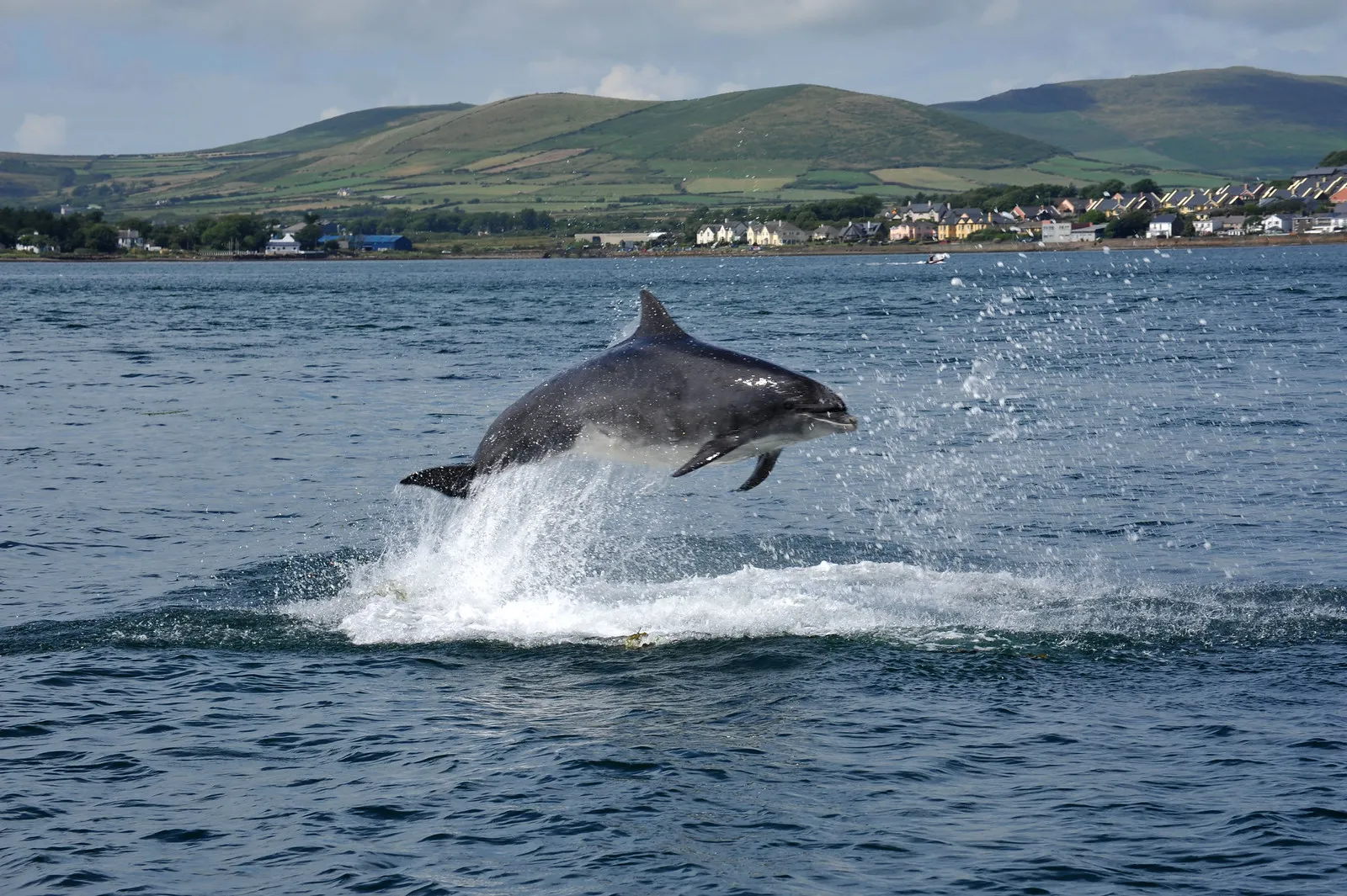 Fungie, le dauphin de Dingle : la légende irlandaise devenue statue fungie le dauphin de dingle la legende irlandaise devenue statue 2 fungie-le-dauphin-de-dingle-la-legende-irlandaise-devenue-statue-2