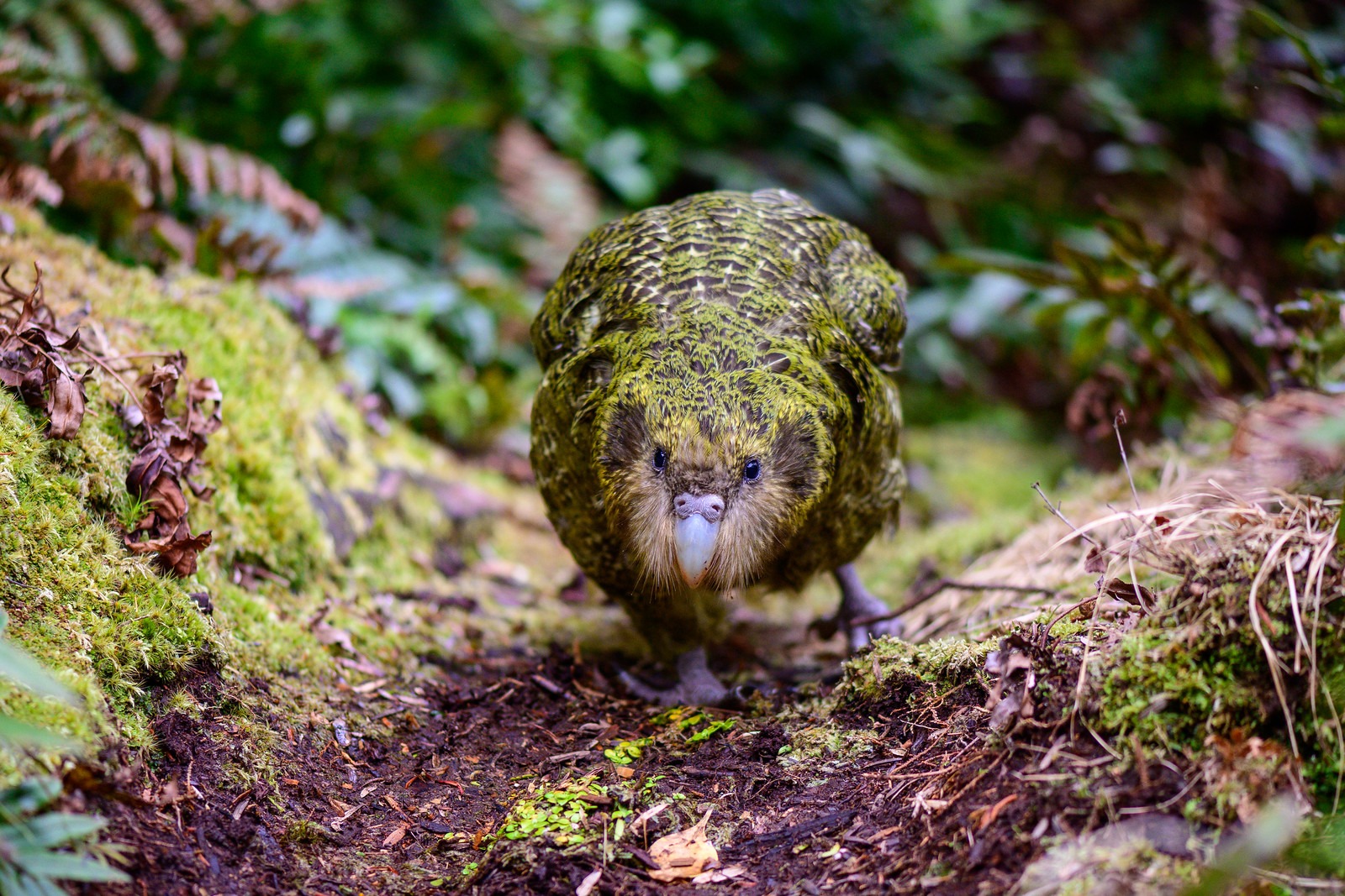 bonne nouvelle pour le kakapo la nouvelle zelande espere une saison de reproduction record en 2026 1 bonne nouvelle pour le kakapo la nouvelle zelande espere une saison de reproduction record en 2026 1