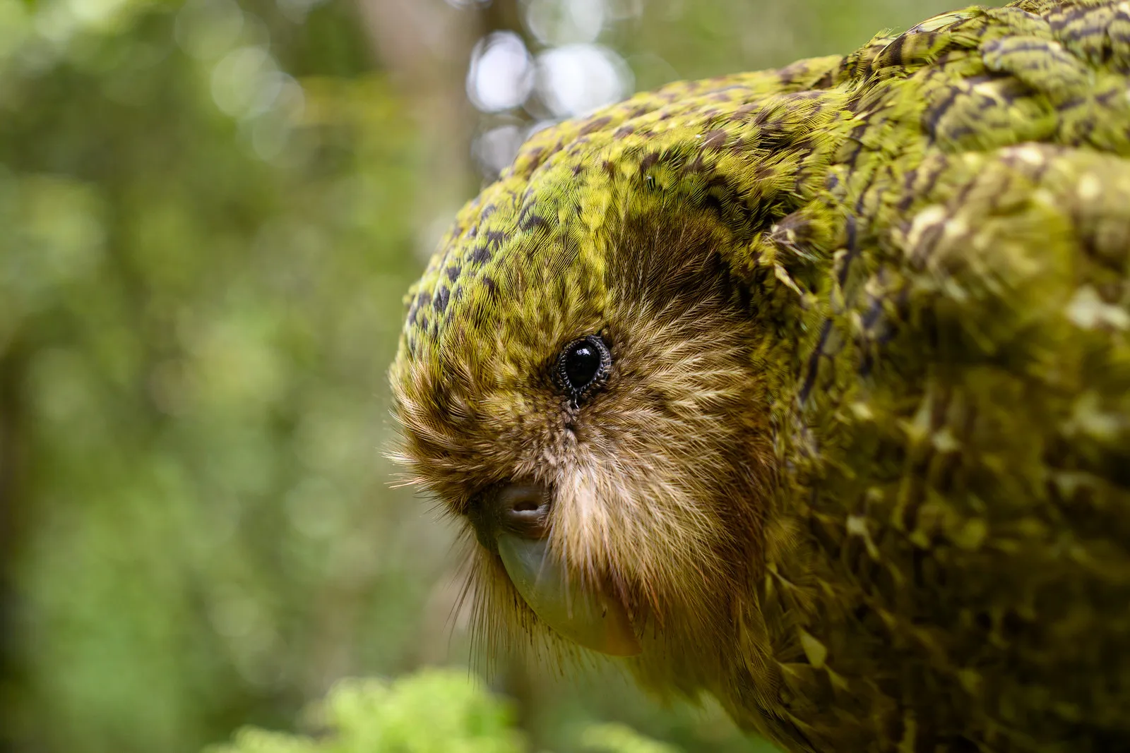 bonne nouvelle pour le kakapo la nouvelle zelande espere une saison de reproduction record en 2026 2 bonne nouvelle pour le kakapo la nouvelle zelande espere une saison de reproduction record en 2026 2