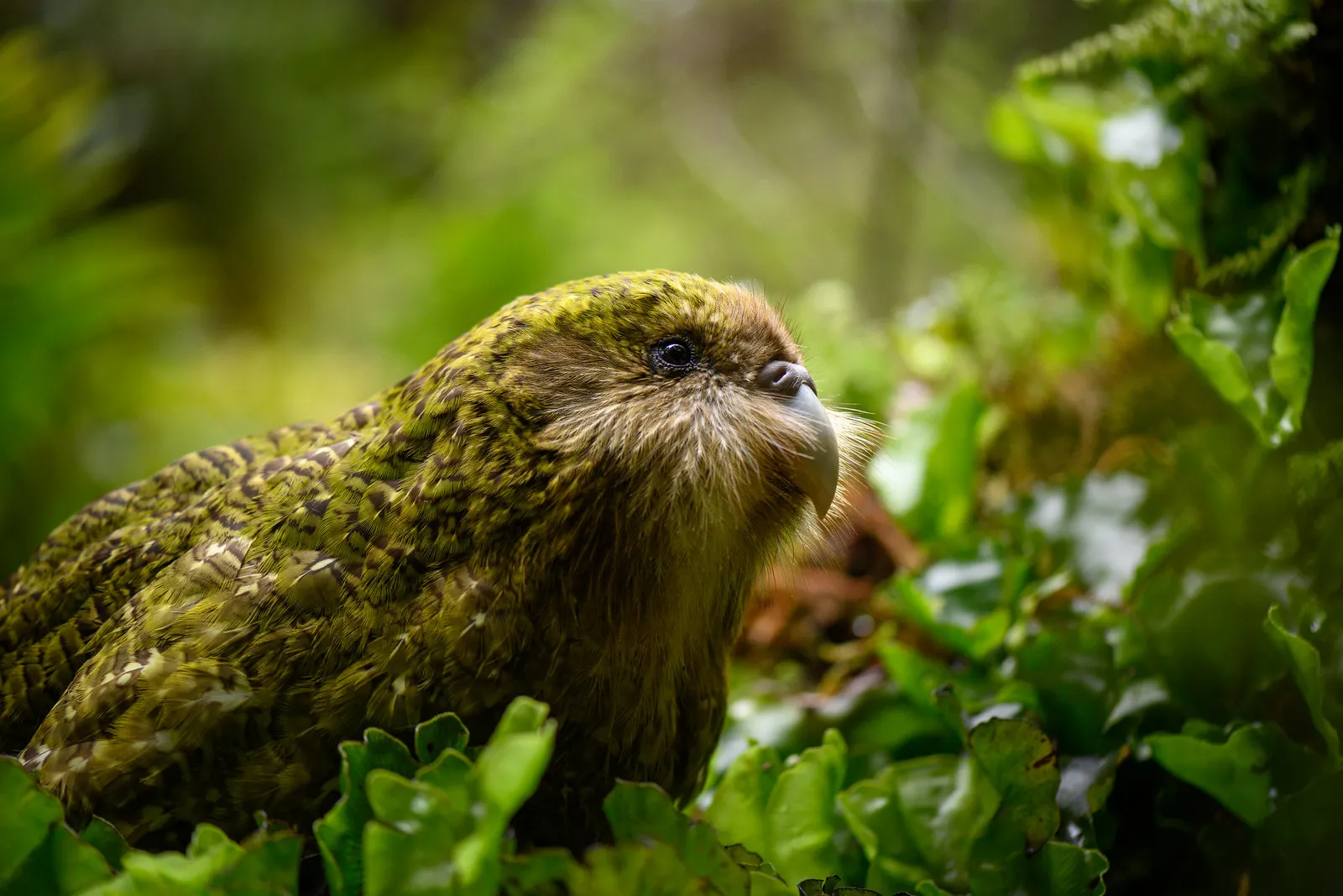 bonne nouvelle pour le kakapo la nouvelle zelande espere une saison de reproduction record en 2026 3 bonne nouvelle pour le kakapo la nouvelle zelande espere une saison de reproduction record en 2026 3