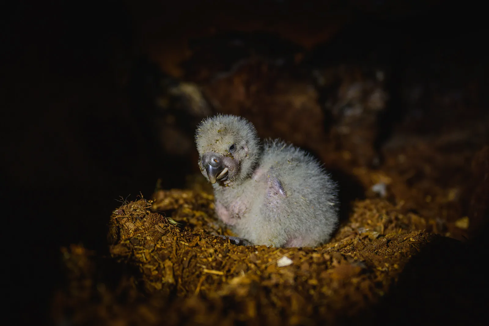 bonne nouvelle pour le kakapo la nouvelle zelande espere une saison de reproduction record en 2026 4 poussin kakapo dans son nid