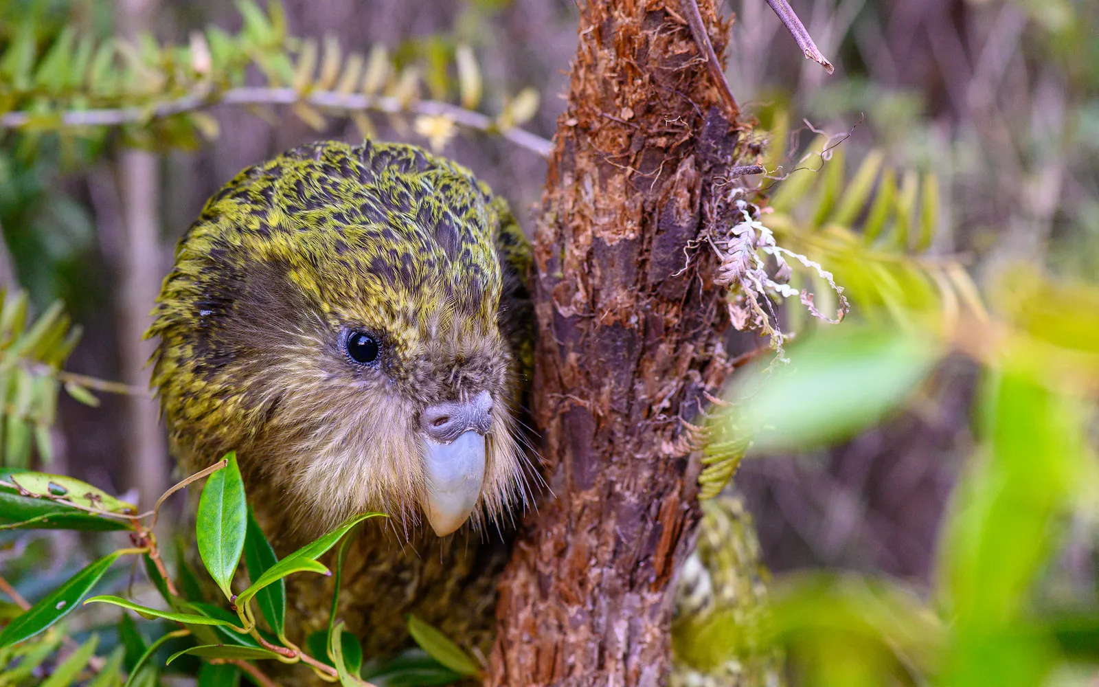 bonne nouvelle pour le kakapo la nouvelle zelande espere une saison de reproduction record en 2026 5 bonne nouvelle pour le kakapo la nouvelle zelande espere une saison de reproduction record en 2026 5