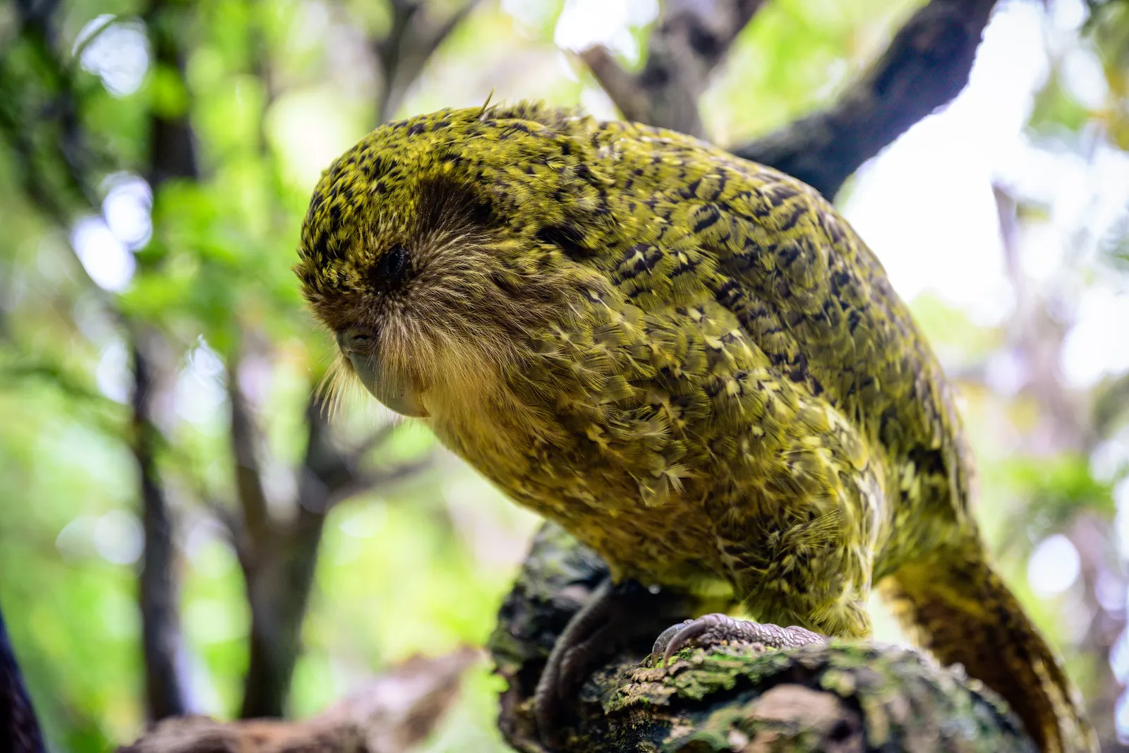 bonne nouvelle pour le kakapo la nouvelle zelande espere une saison de reproduction record en 2026 6 bonne nouvelle pour le kakapo la nouvelle zelande espere une saison de reproduction record en 2026 6