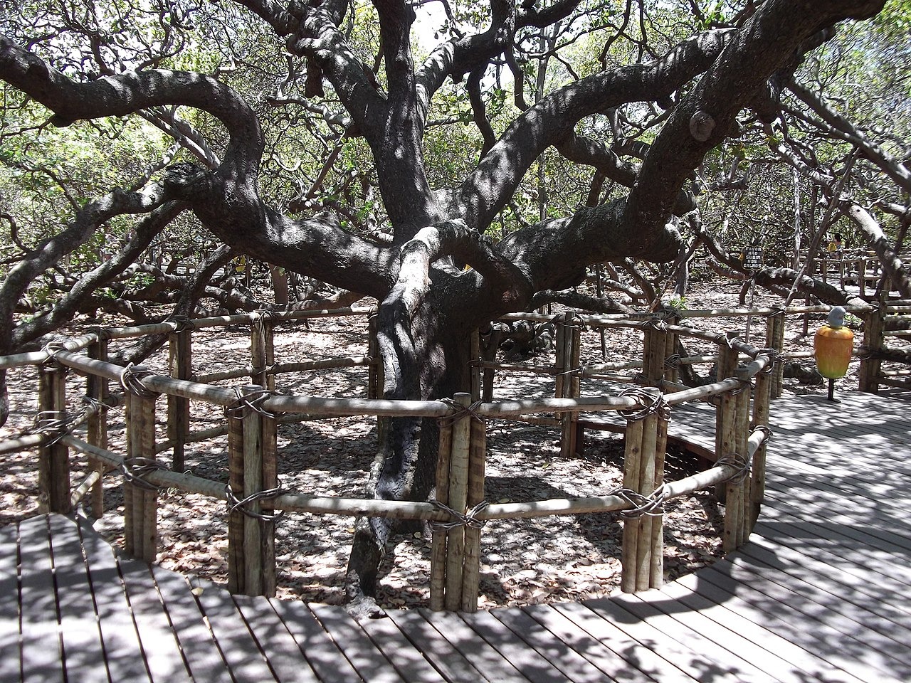 le cajueiro de pirangi larbre a cajou geant qui se prend pour une foret 1 le cajueiro de pirangi larbre a cajou geant qui se prend pour une foret 1