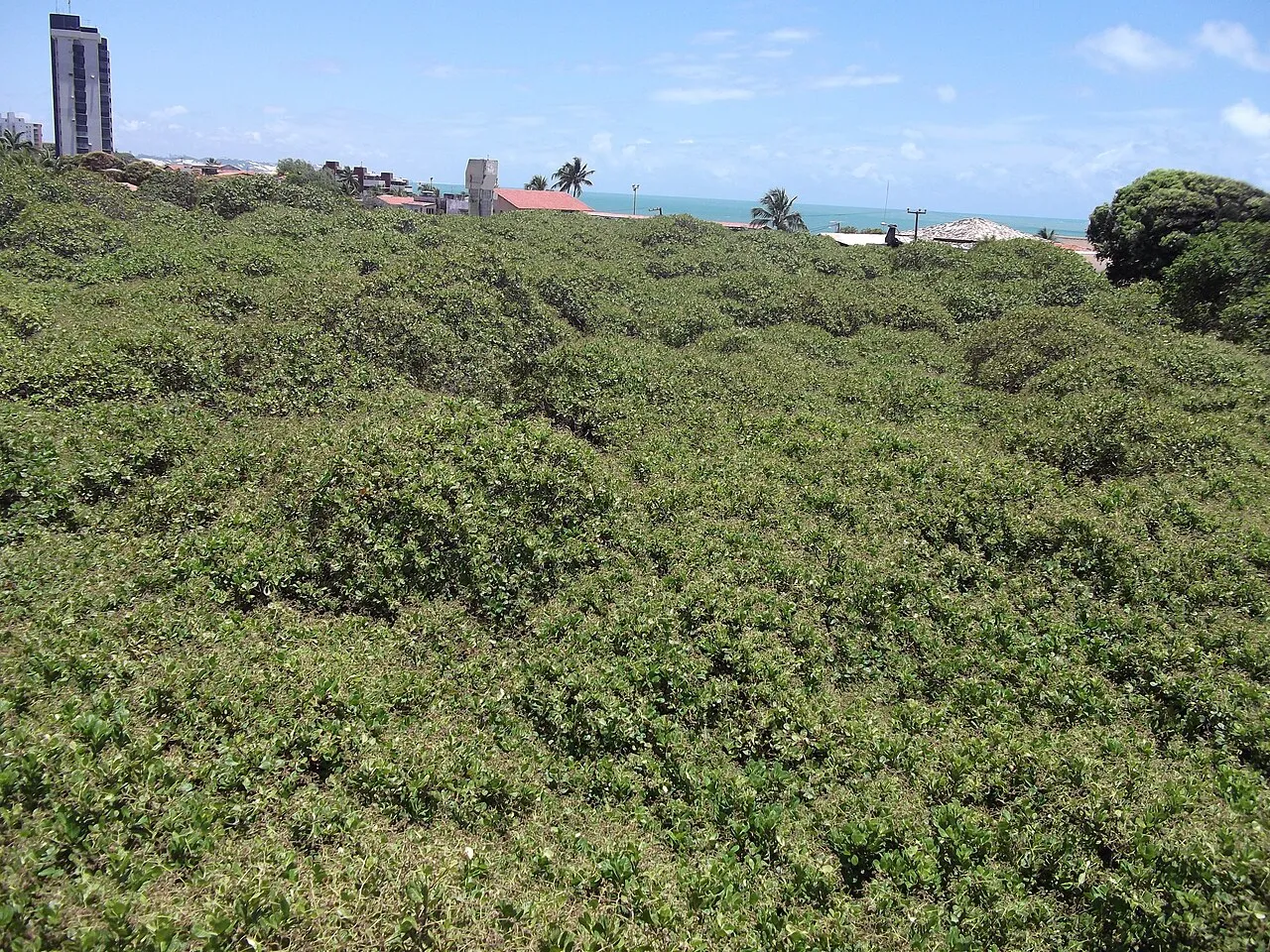 le cajueiro de pirangi larbre a cajou geant qui se prend pour une foret 2 le cajueiro de pirangi larbre a cajou geant qui se prend pour une foret 2