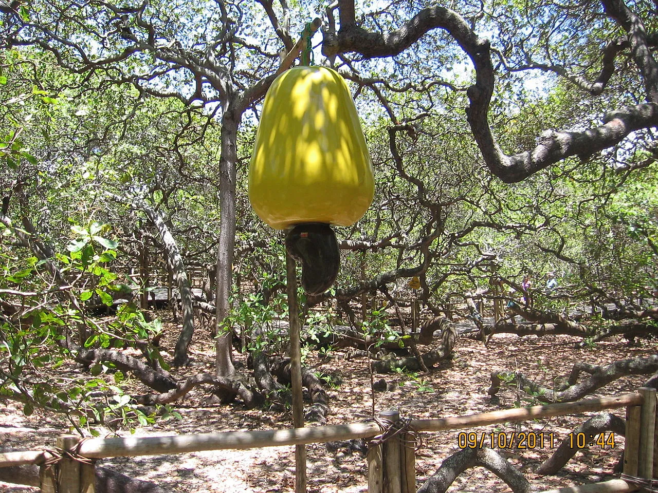 le cajueiro de pirangi larbre a cajou geant qui se prend pour une foret 5 le cajueiro de pirangi larbre a cajou geant qui se prend pour une foret 5